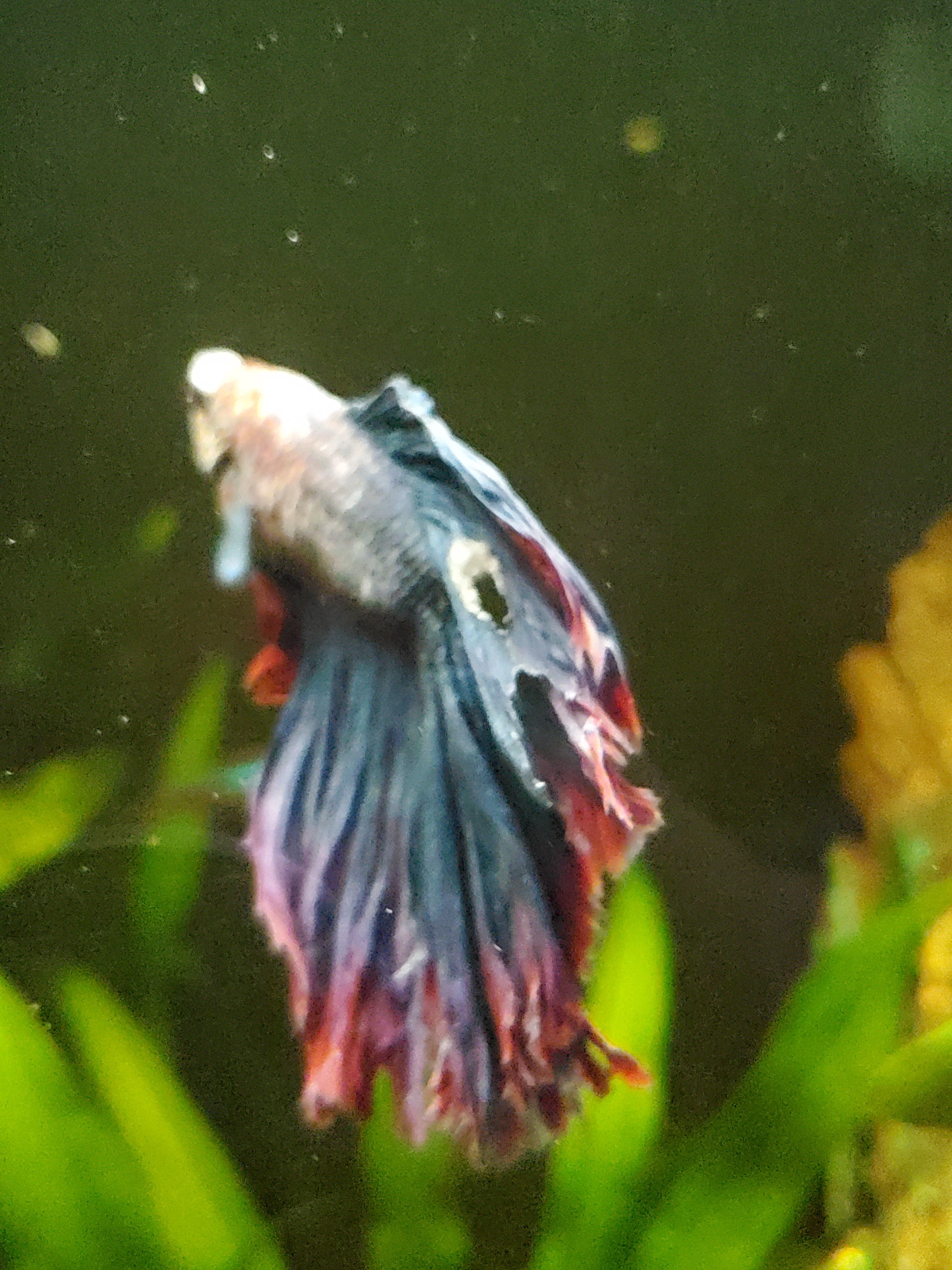 My betta had a lump on his tail that was growing, and now the area has