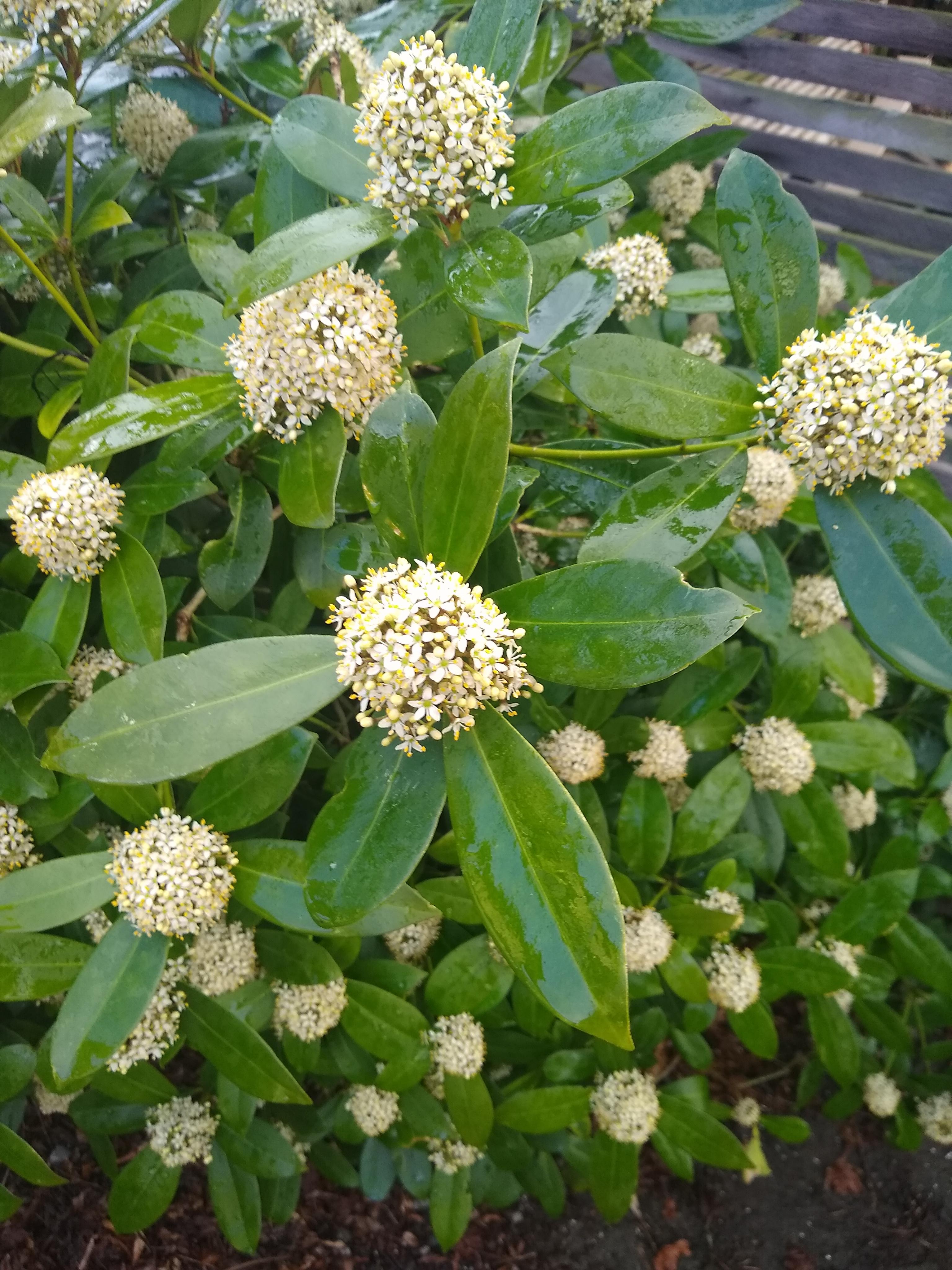 Pacific Northwest. Fragrant flower. r/whatsthisplant