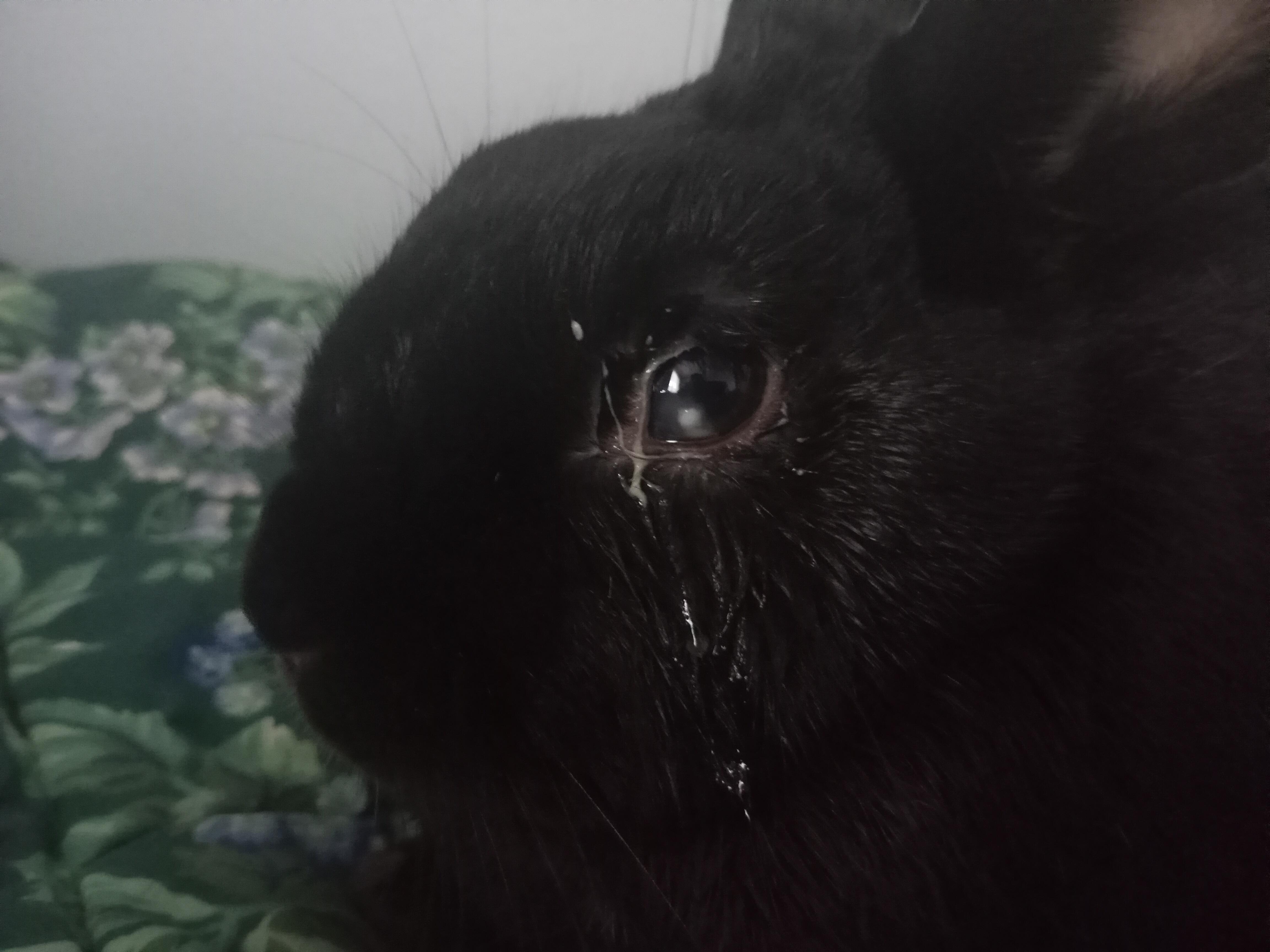 Licorice is having eye issues... r/Rabbits