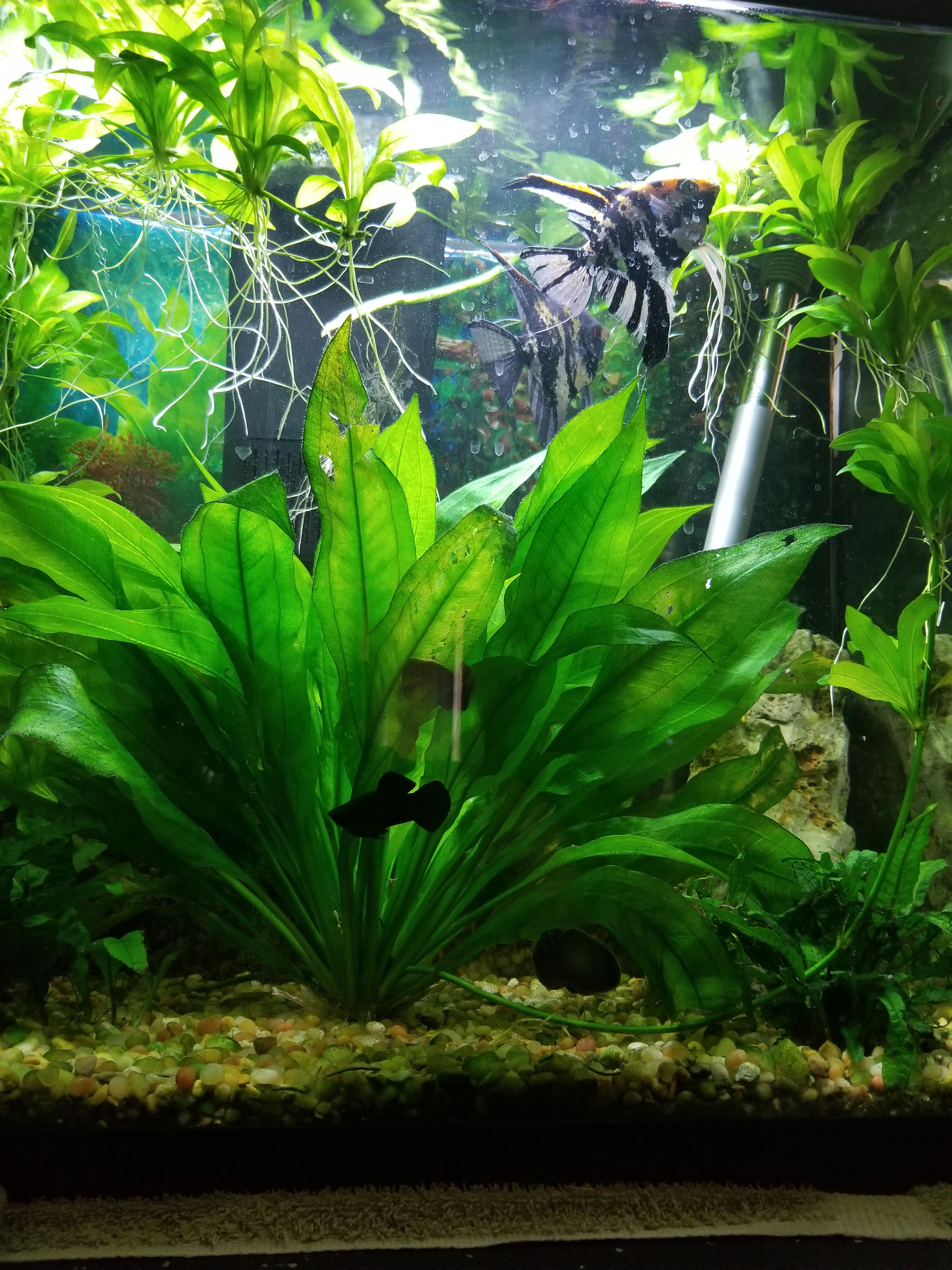 Amazon Sword mother plant shooting off 2 stalks with multiple swords