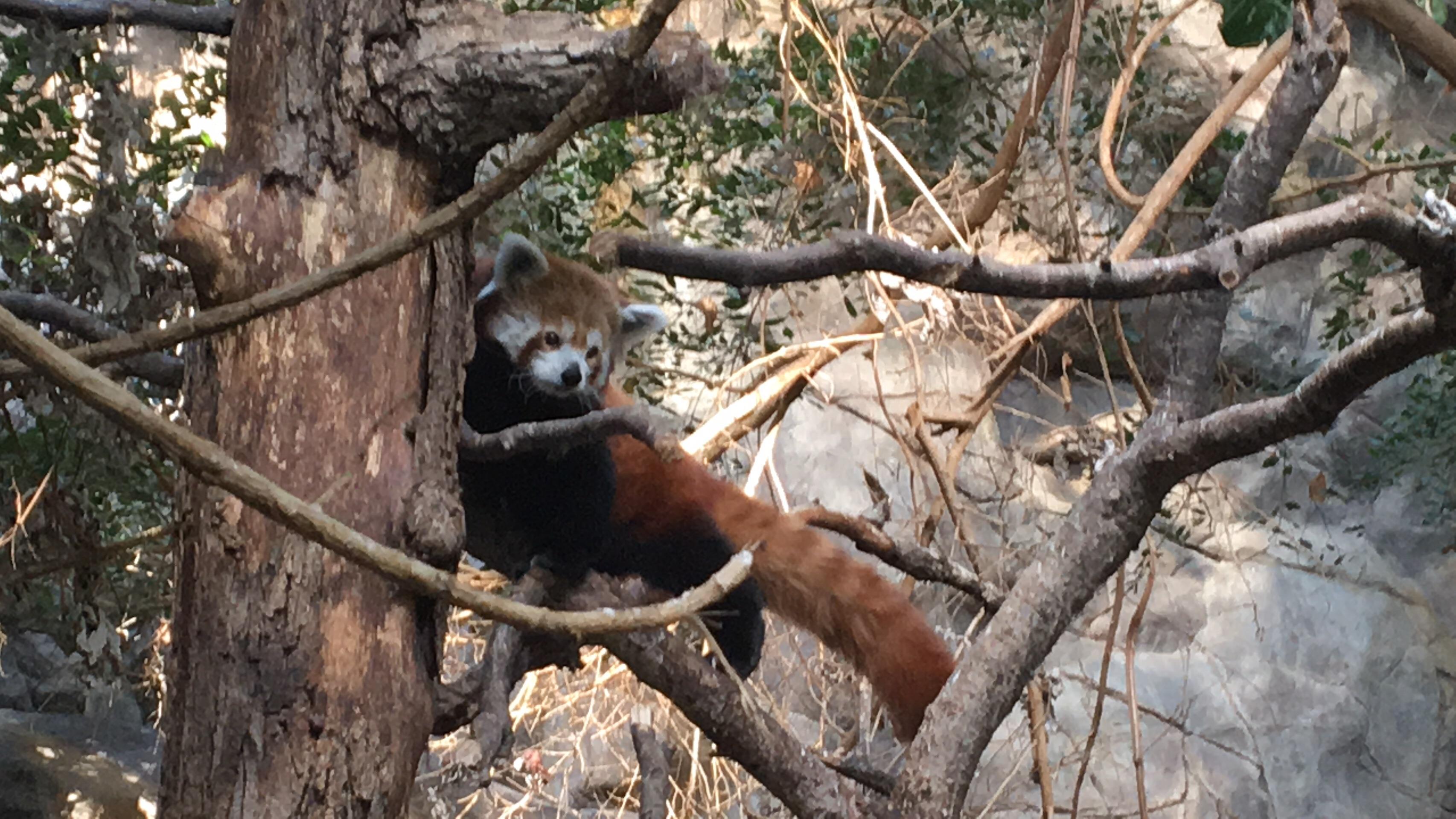 Red panda at the Minnesota Zoo! r/redpandas