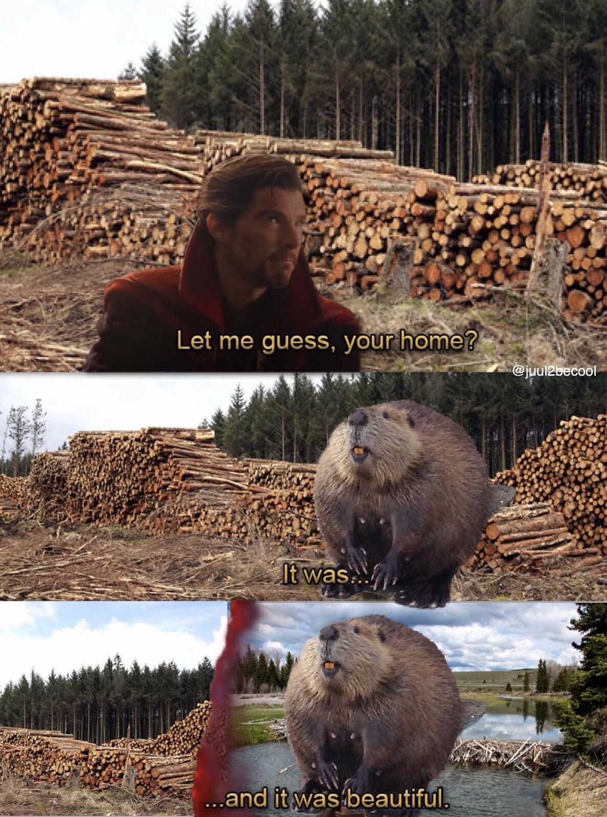 Moth memes have evolved into something far superior mothmemes
