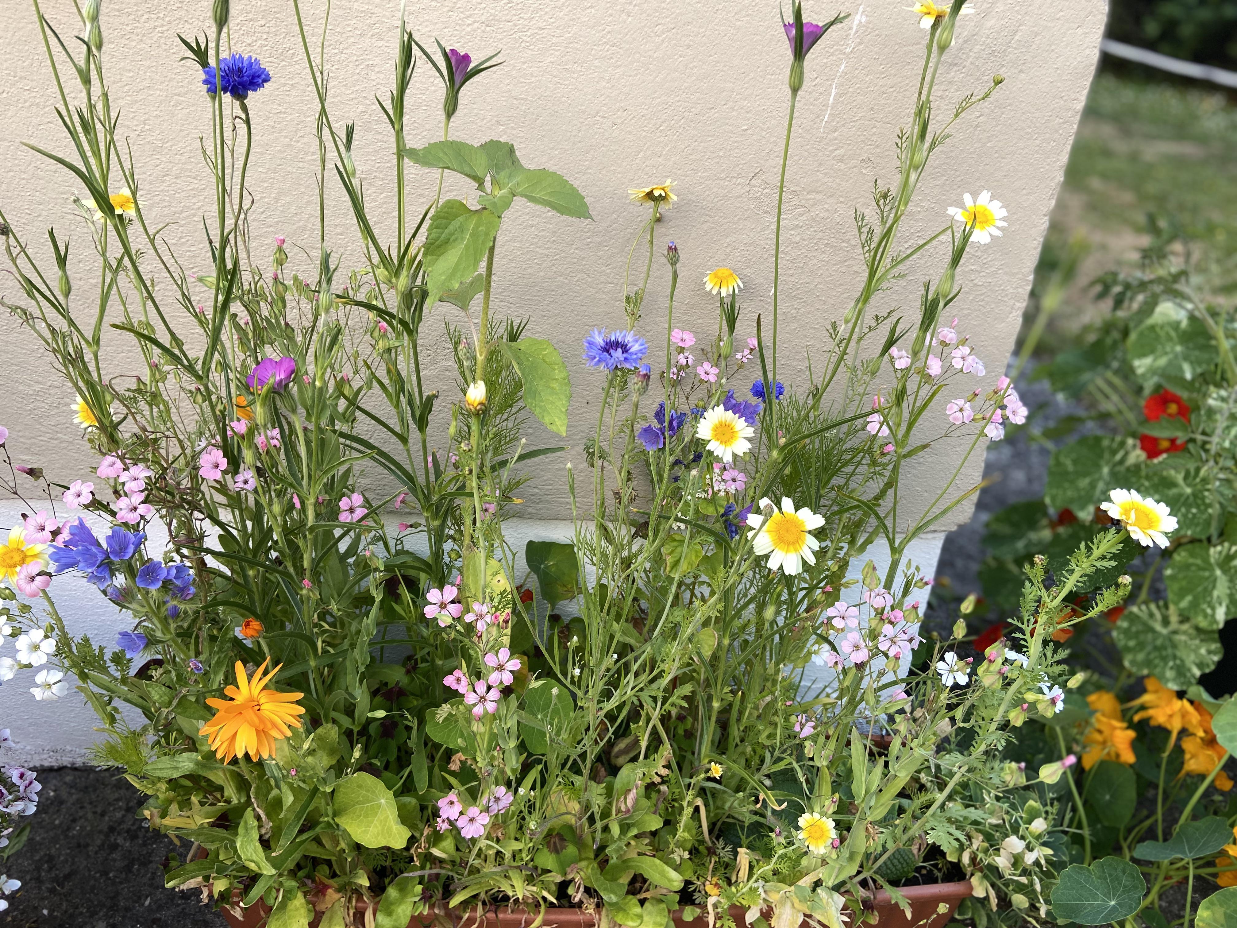 My favorite wildflowers are blooming by me me nots. Wildflowers