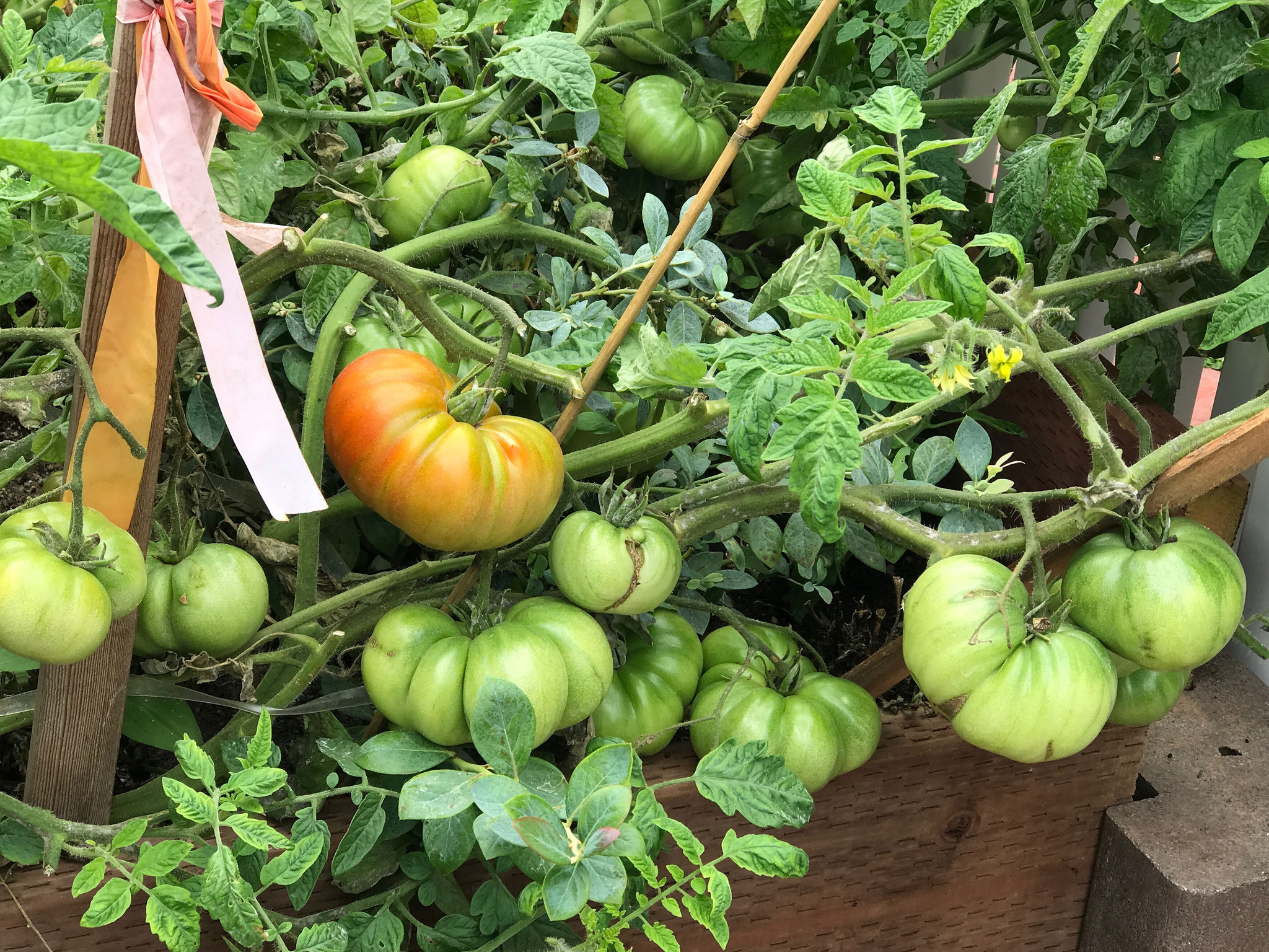 Scottish green tomatoes from the kitchen garden. By tordragon r/gardening