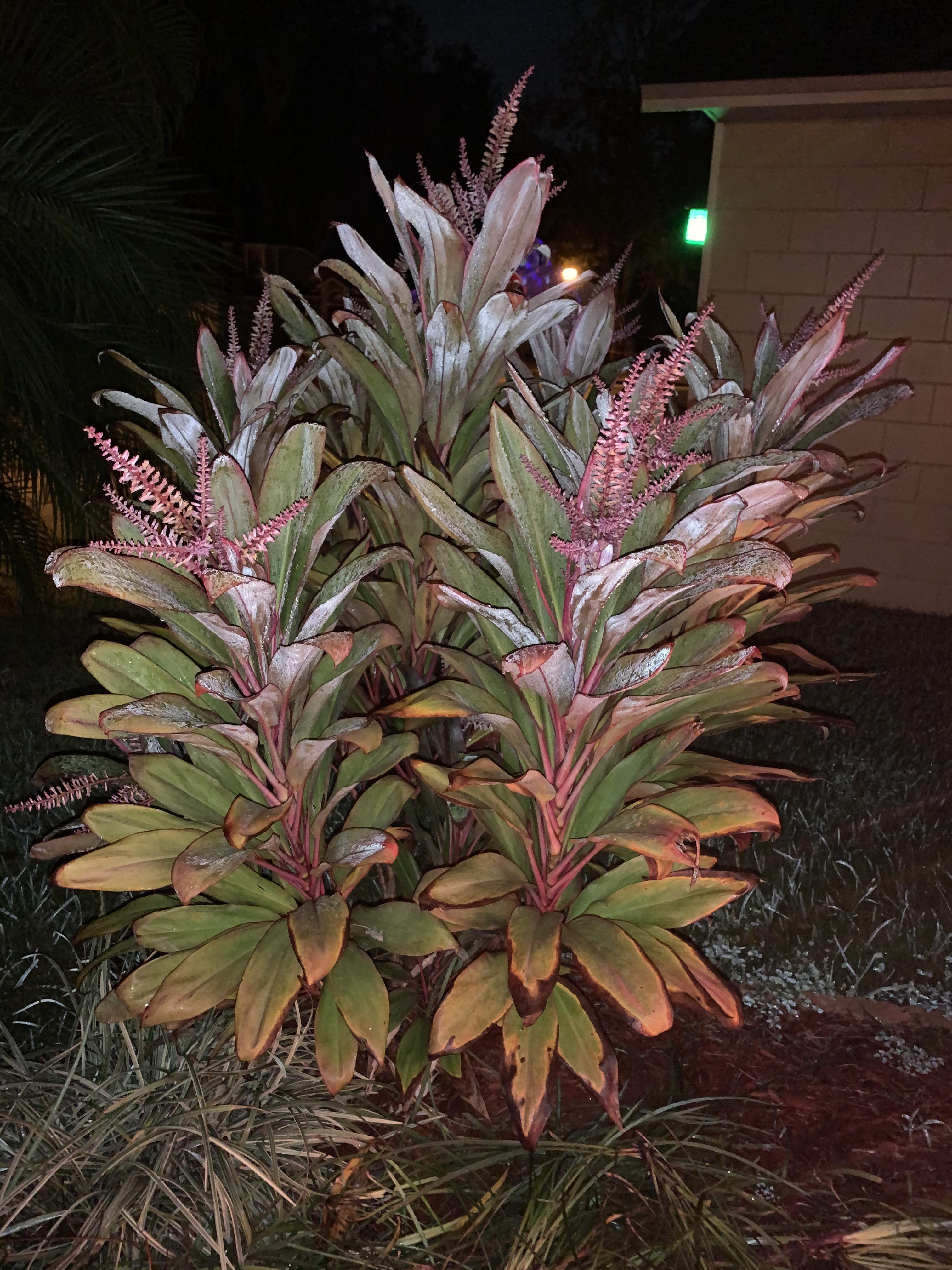 Help me identify this plant, and how much it cost at this maturity