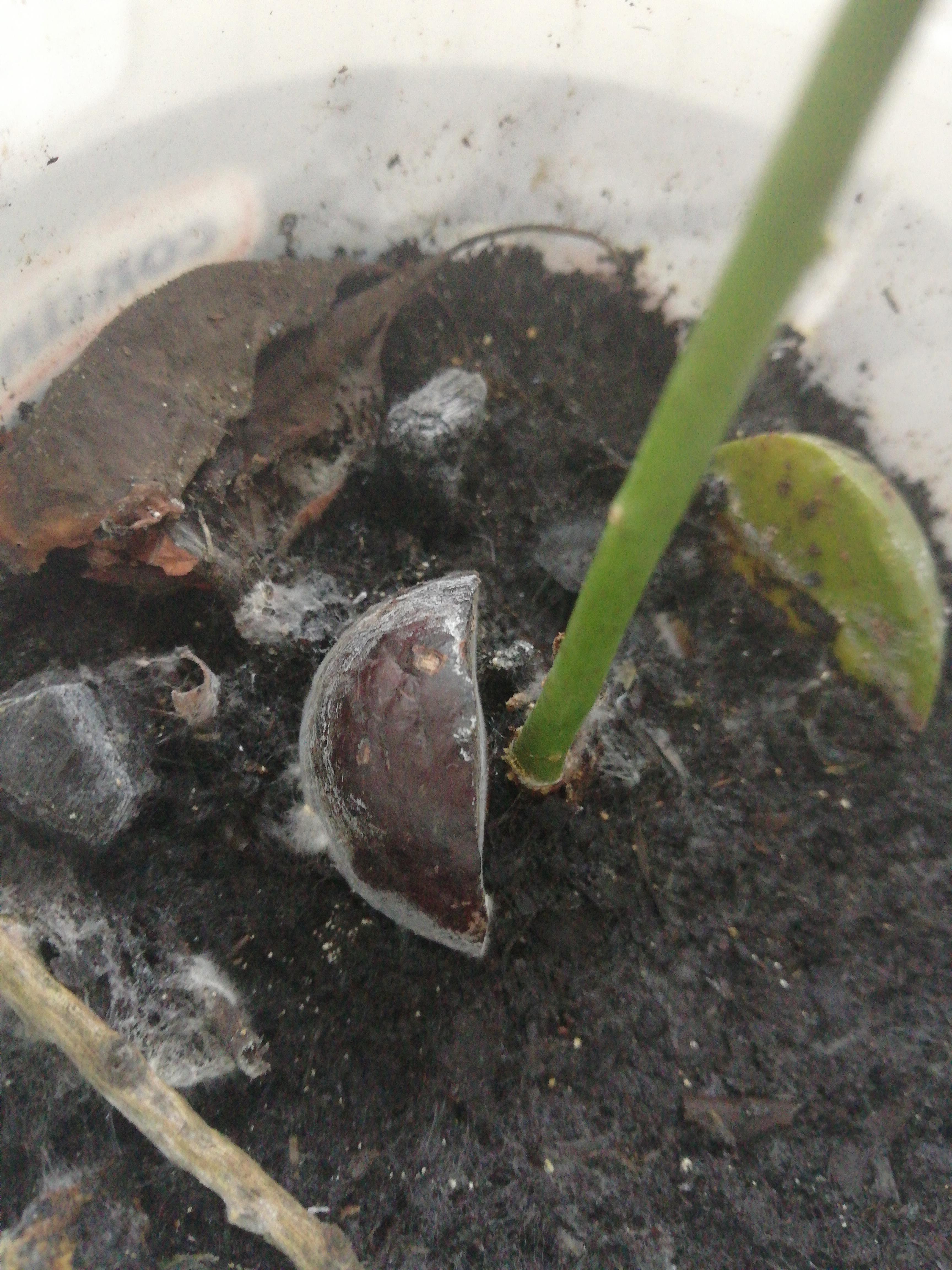 What is this white fluffy stuff around my avocado plant? And how do I