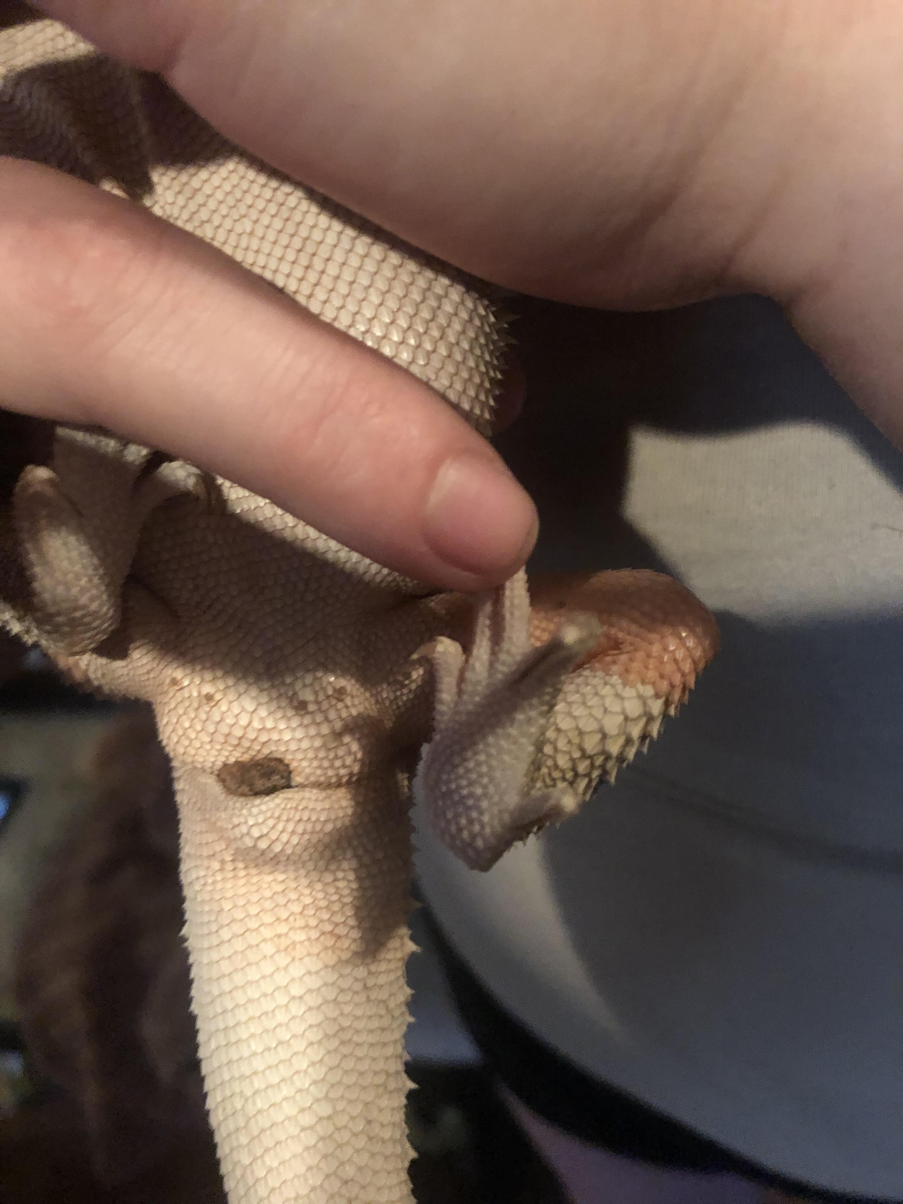 Help does anyone know what this is....is it poop stuck or something