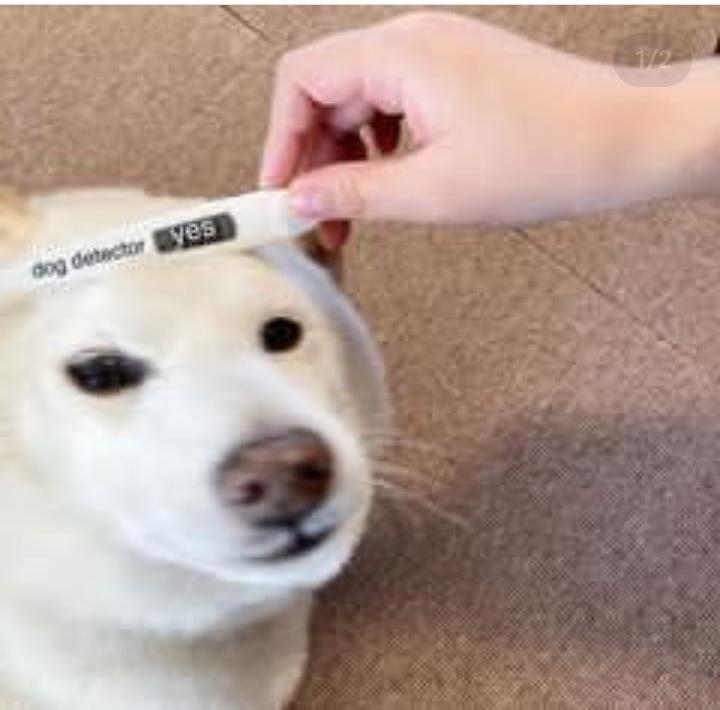 Calm down its a dog! technicallythetruth