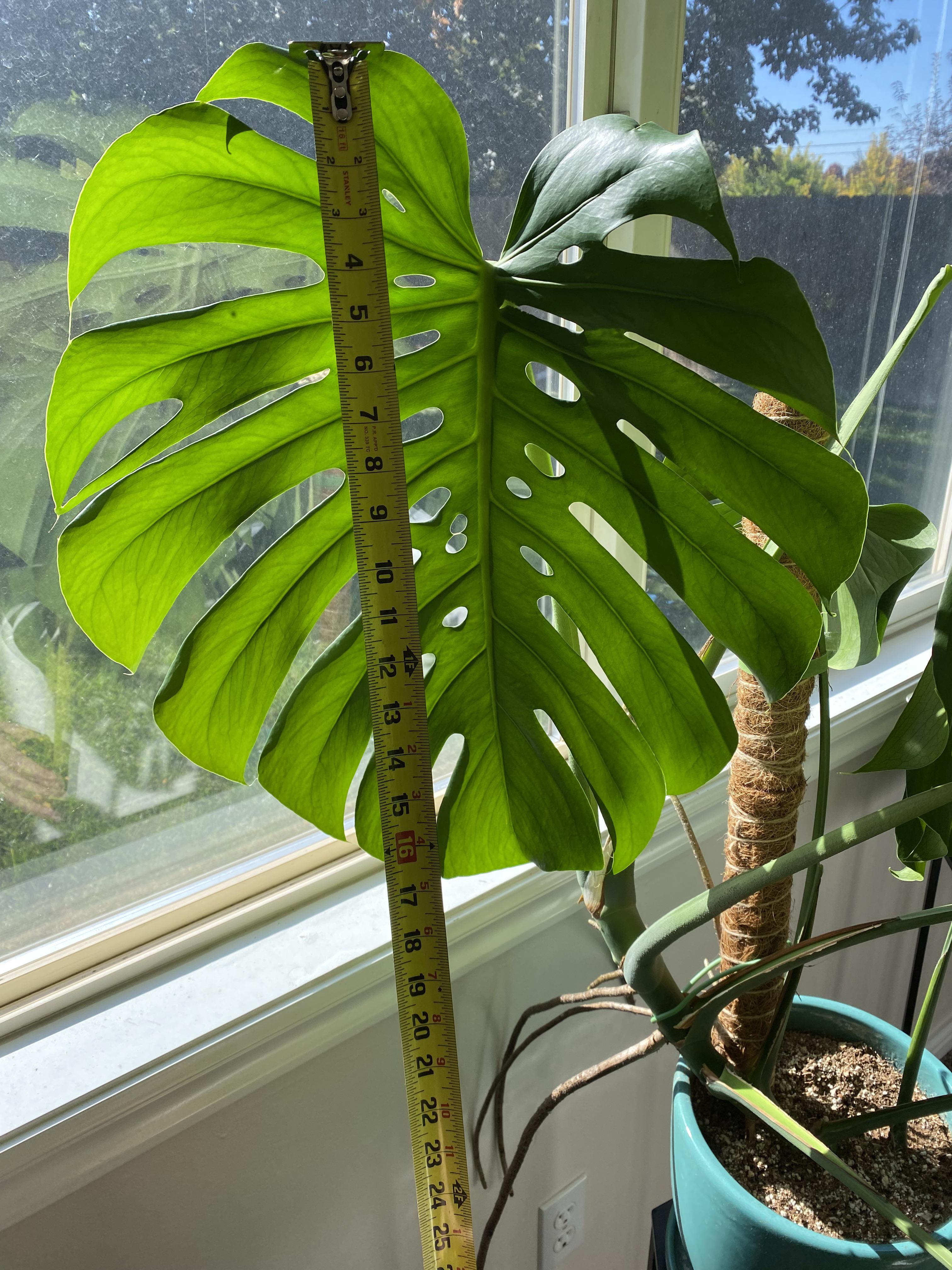 Her biggest leaf to date. r/houseplants