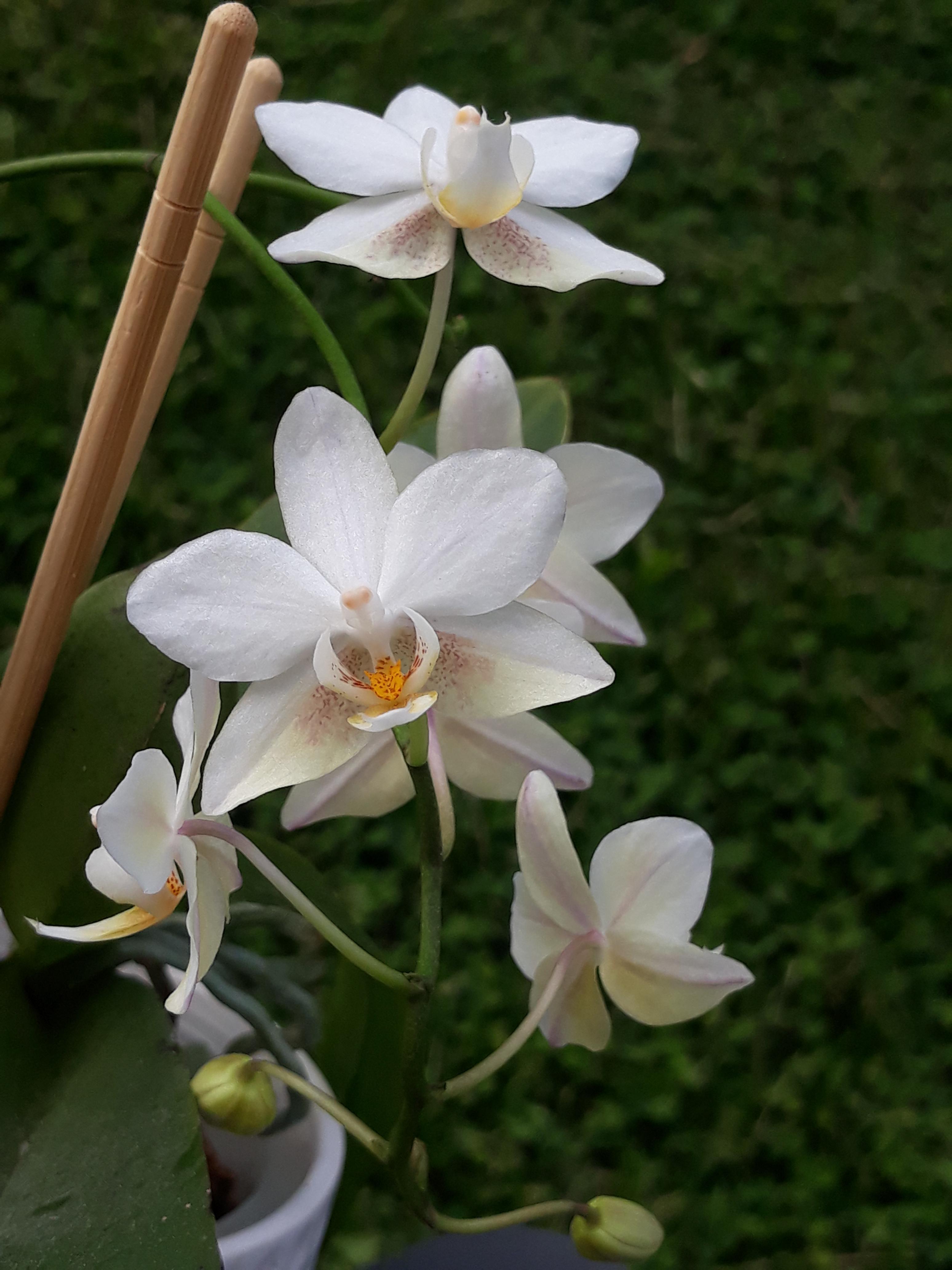 Bought this orchid on clearance at Kroger almost 4 years ago. Over a