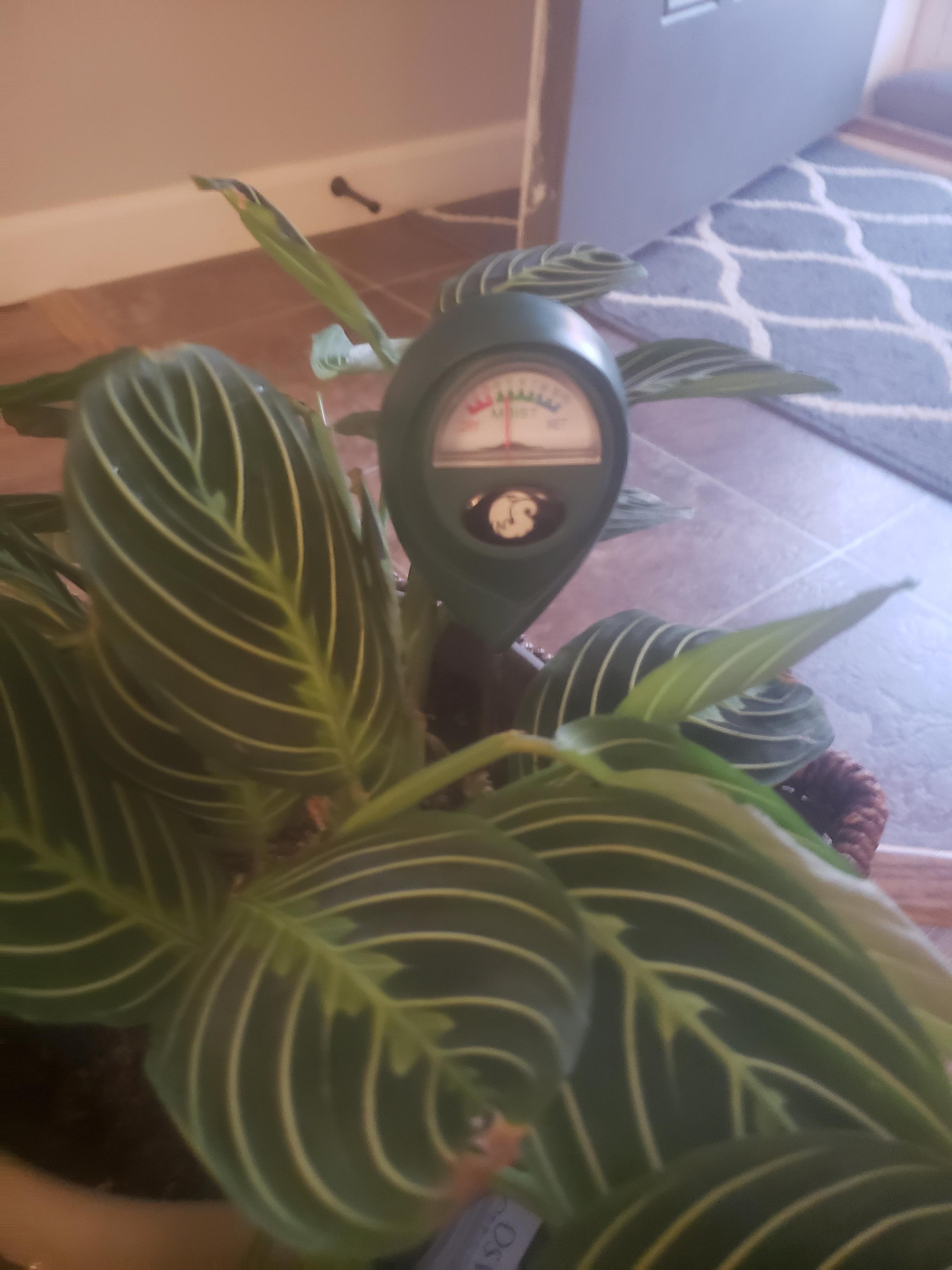 Hiya. Those of you who use a moisture meter when should I water my