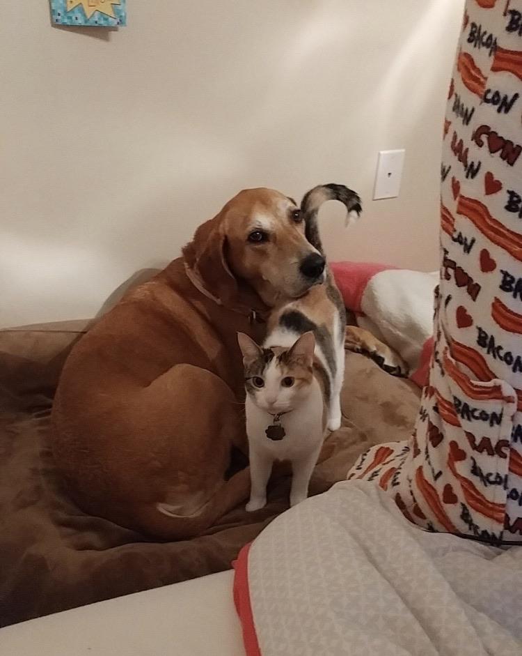 My cat and old roommates’ dog (ft roommate’s bacon pants) r/CatsAndDogsBFF