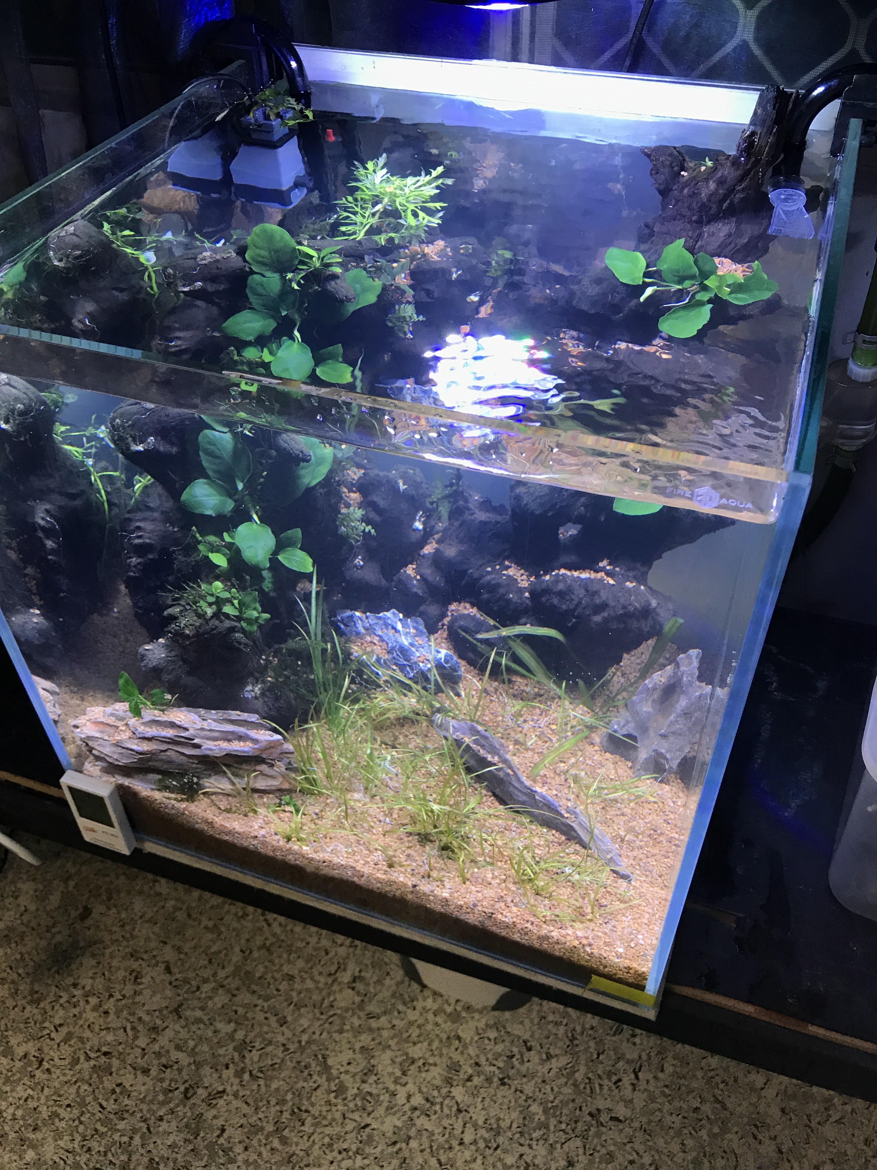 New tank ph got too high and killed every thing so I redid it but