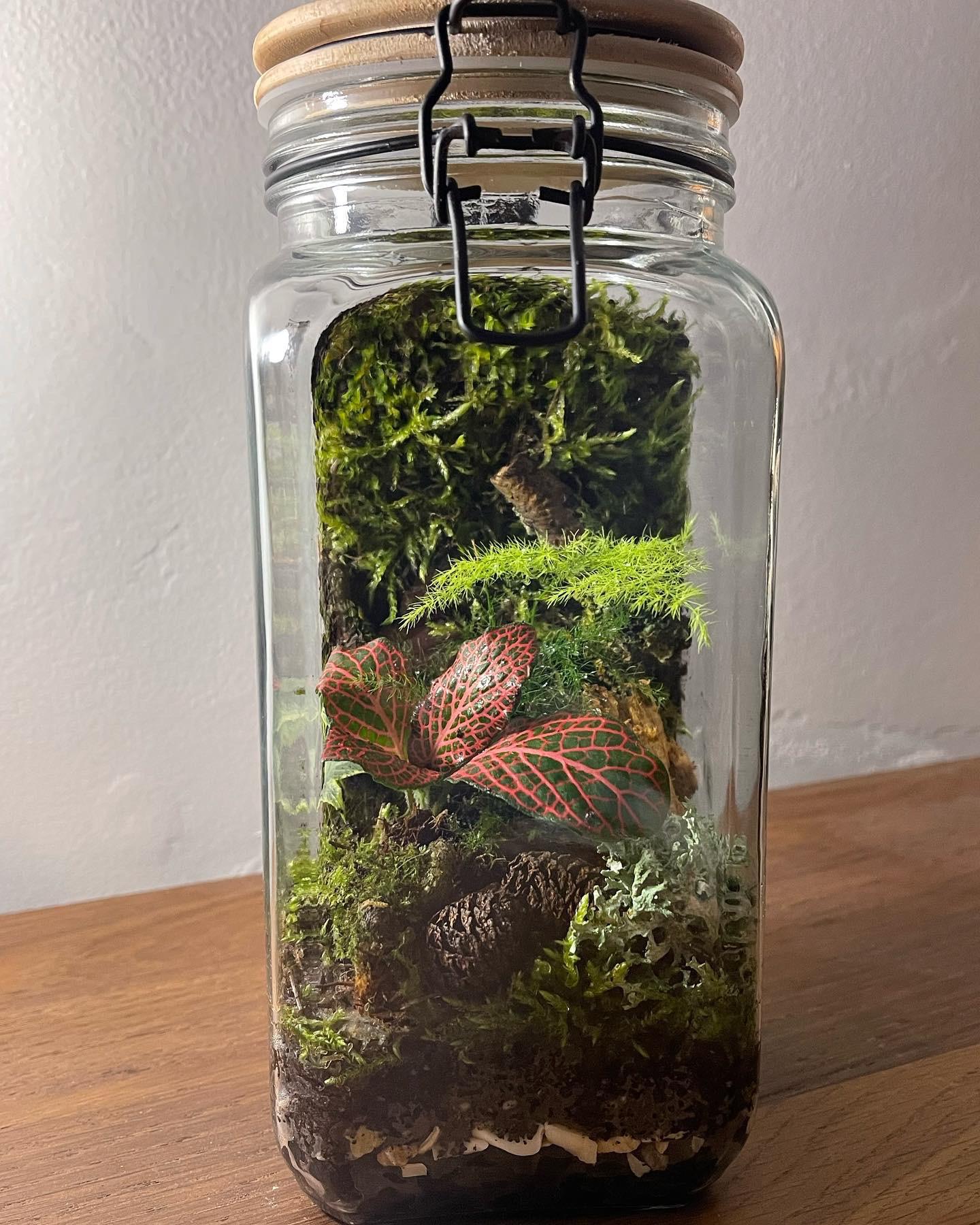 Vertical terrarium r/Terrarium