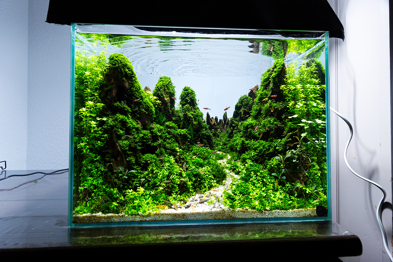 Mountain Aquascape Room Shot Nature Aquarium r/PlantedTank