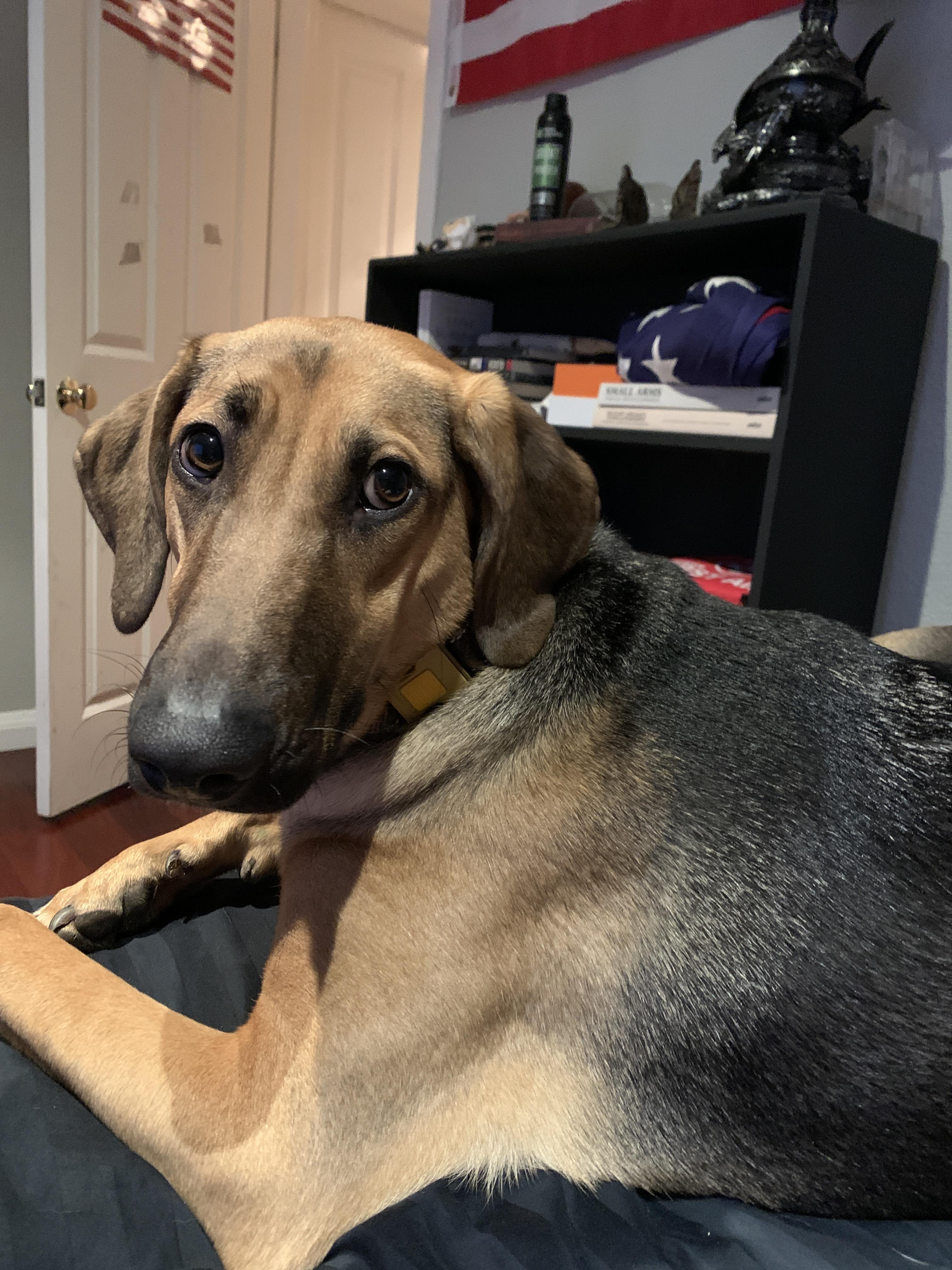 This is Betsy Ross. She is a 9 month old Black and Tan coonhound mixed