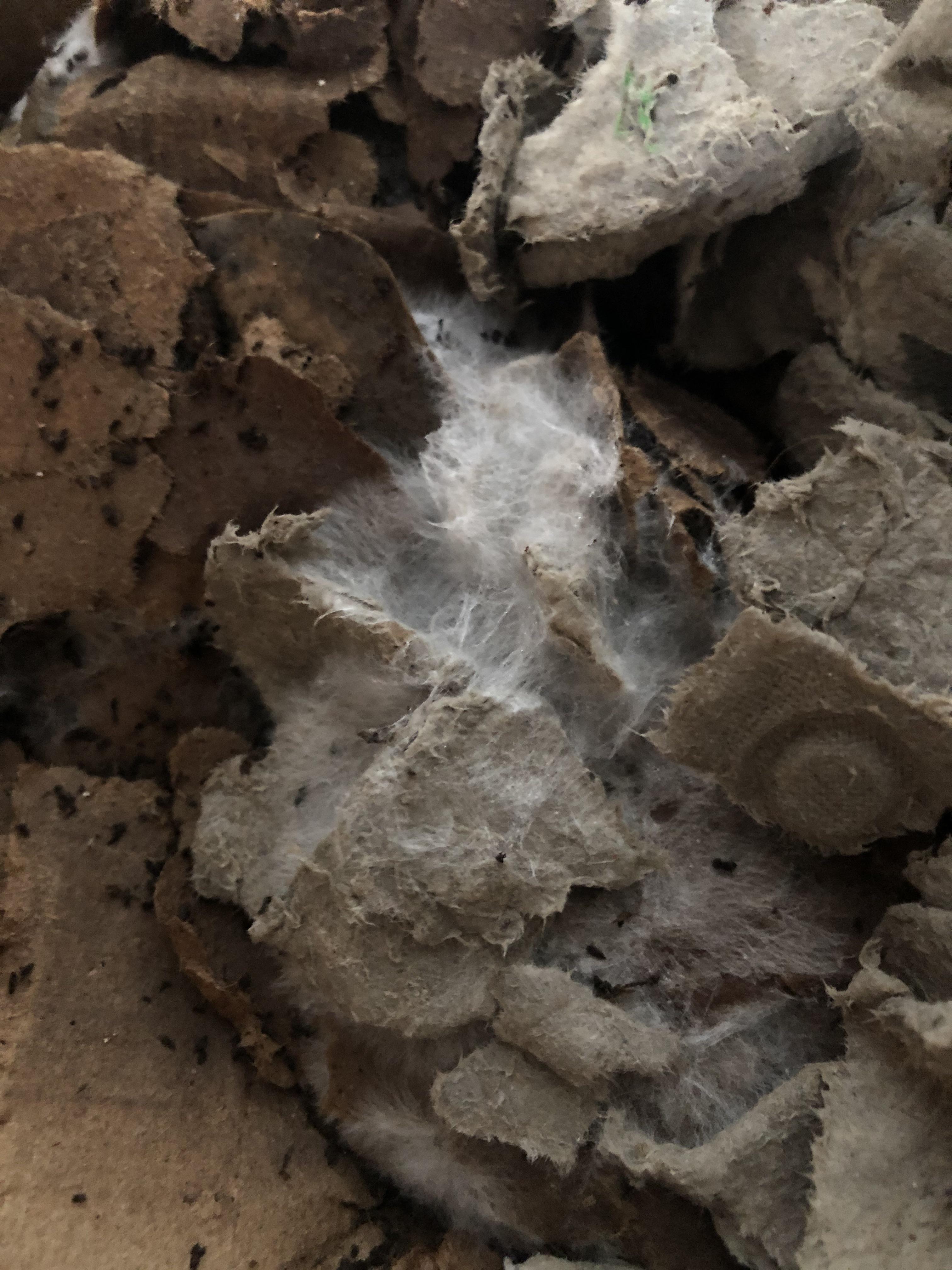 This white mold is spreading on the bin... Is it harmful for my noodles