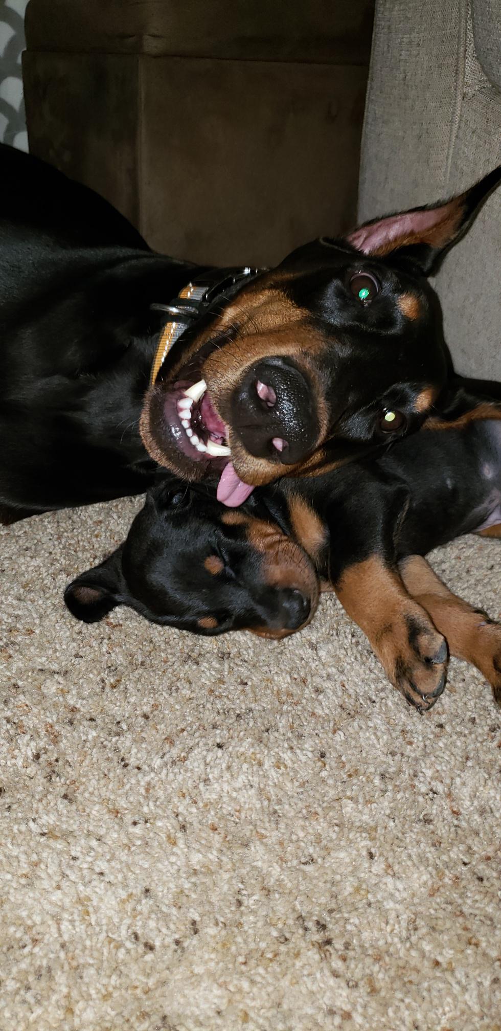 overview for Bad_Dobermans_Exist