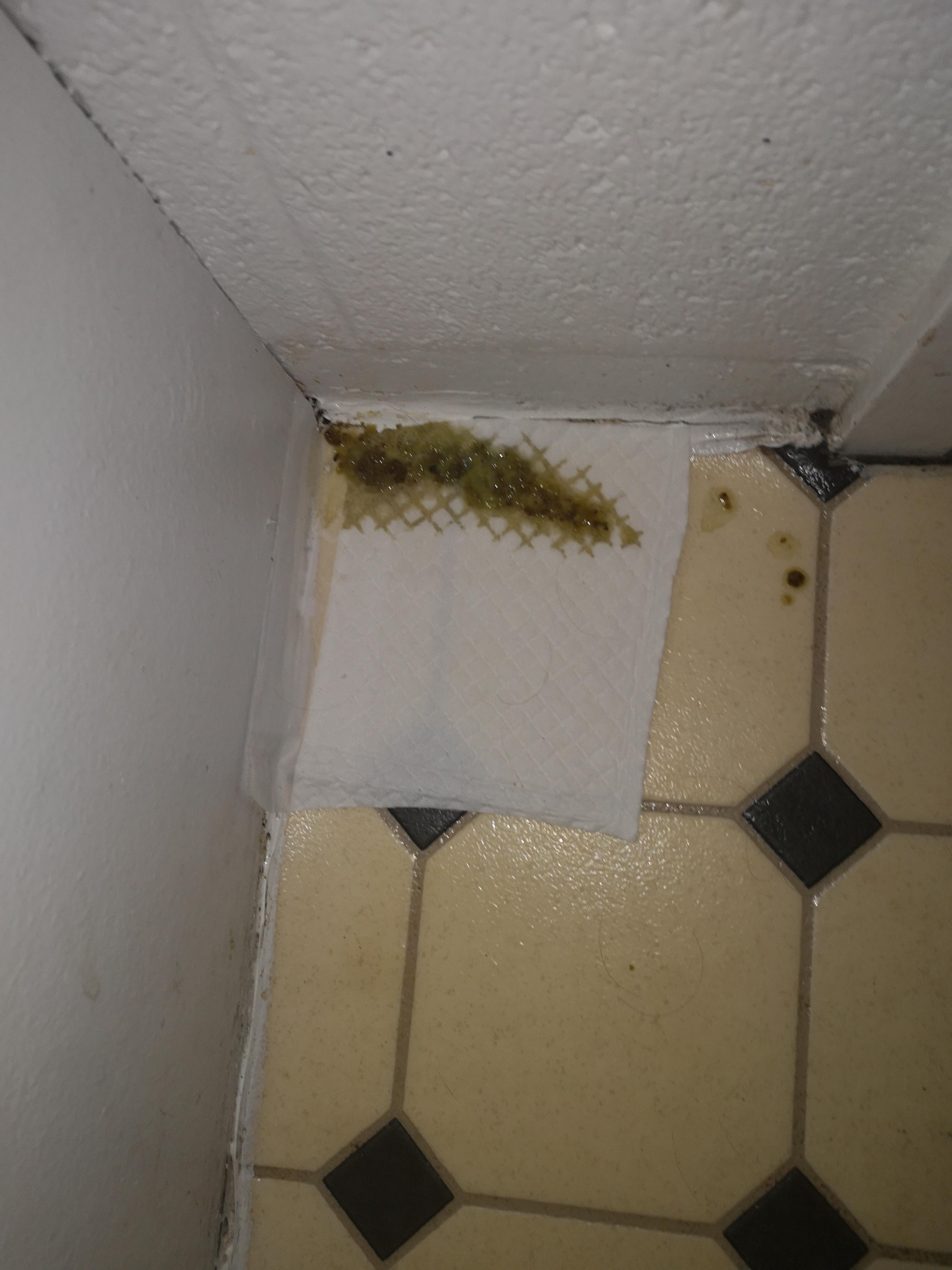 My Ferret had some pretty intense diarrhea and nothing unsual in his