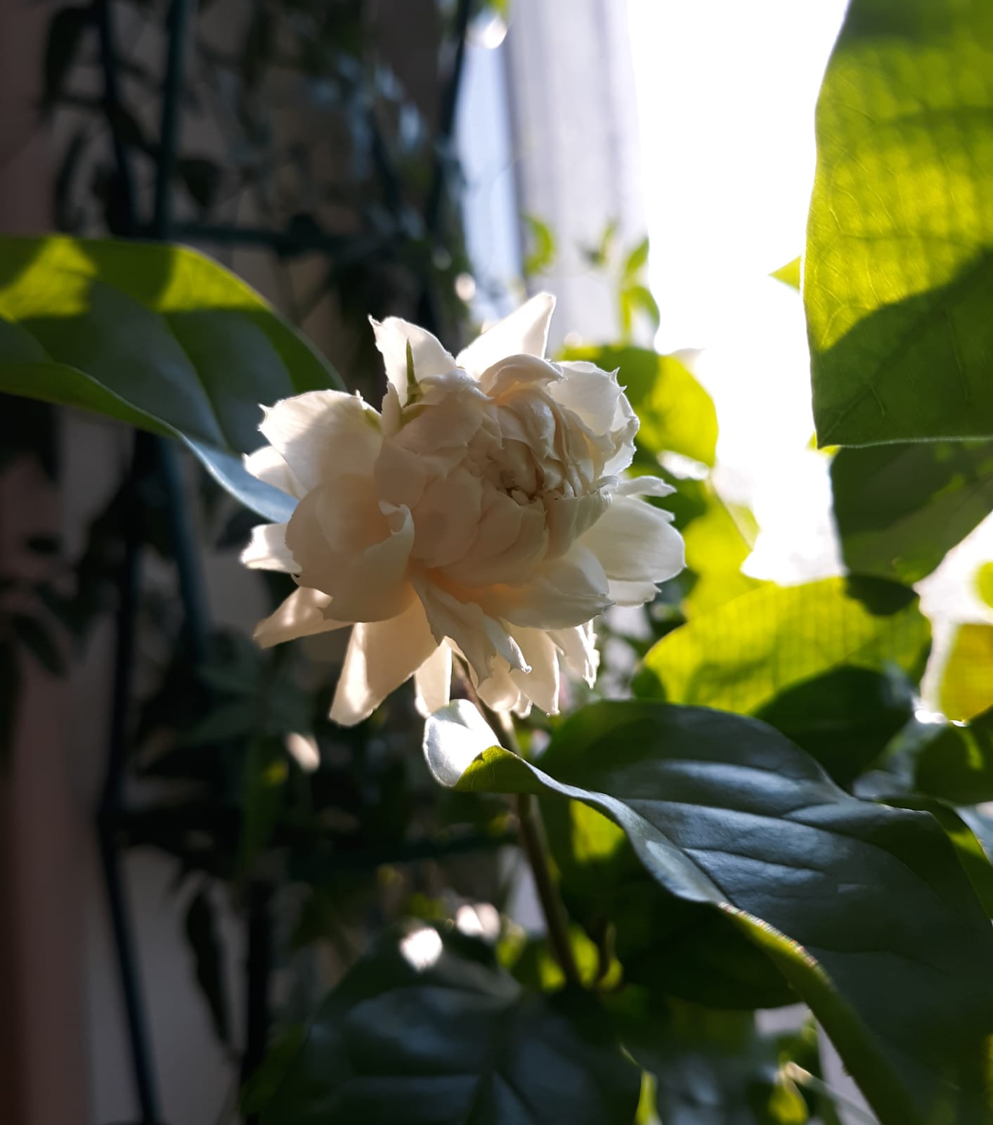 Jasmine are always my most rewarding houseplants r/houseplants