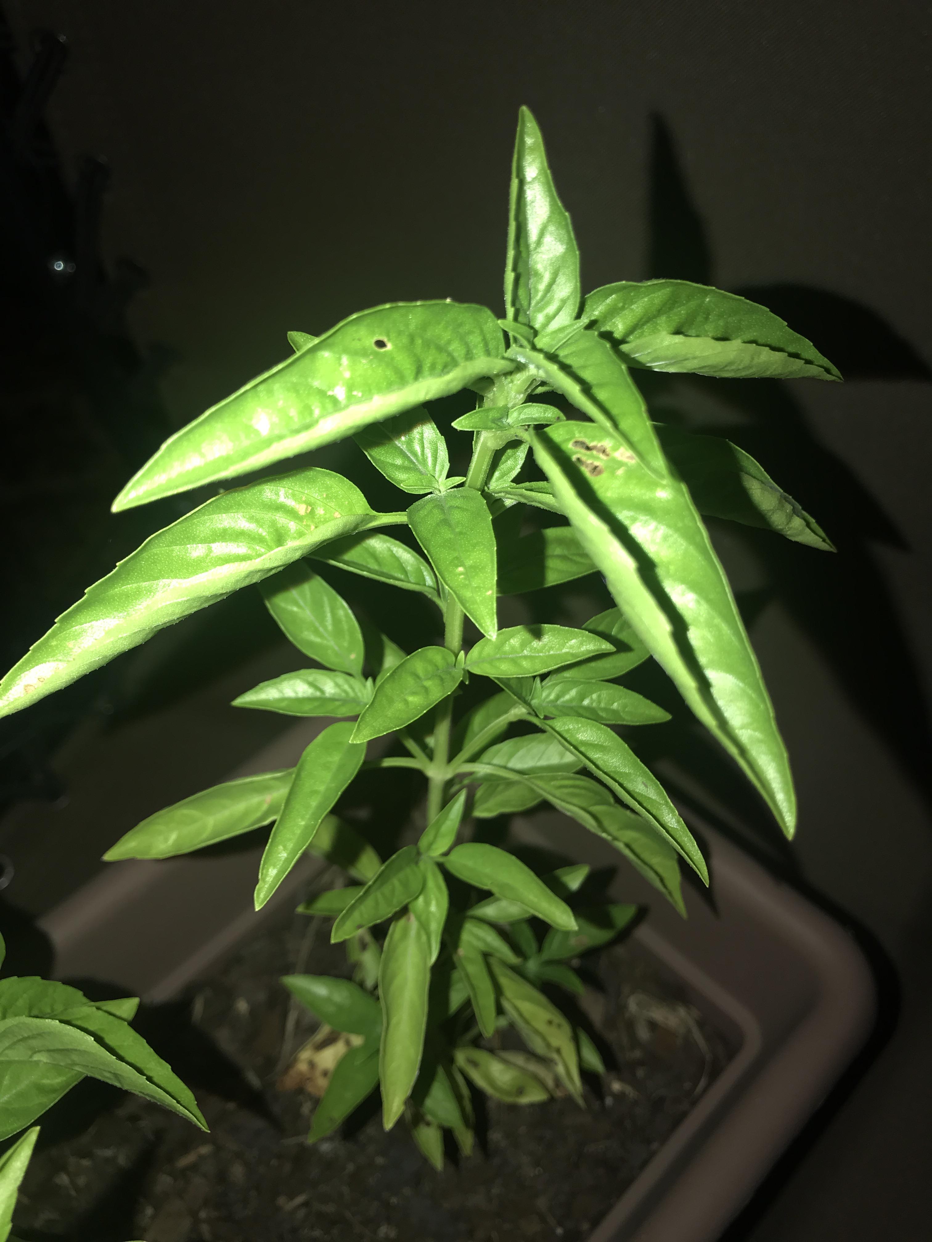 Basil Leaves Are Curling at David Schweitzer blog