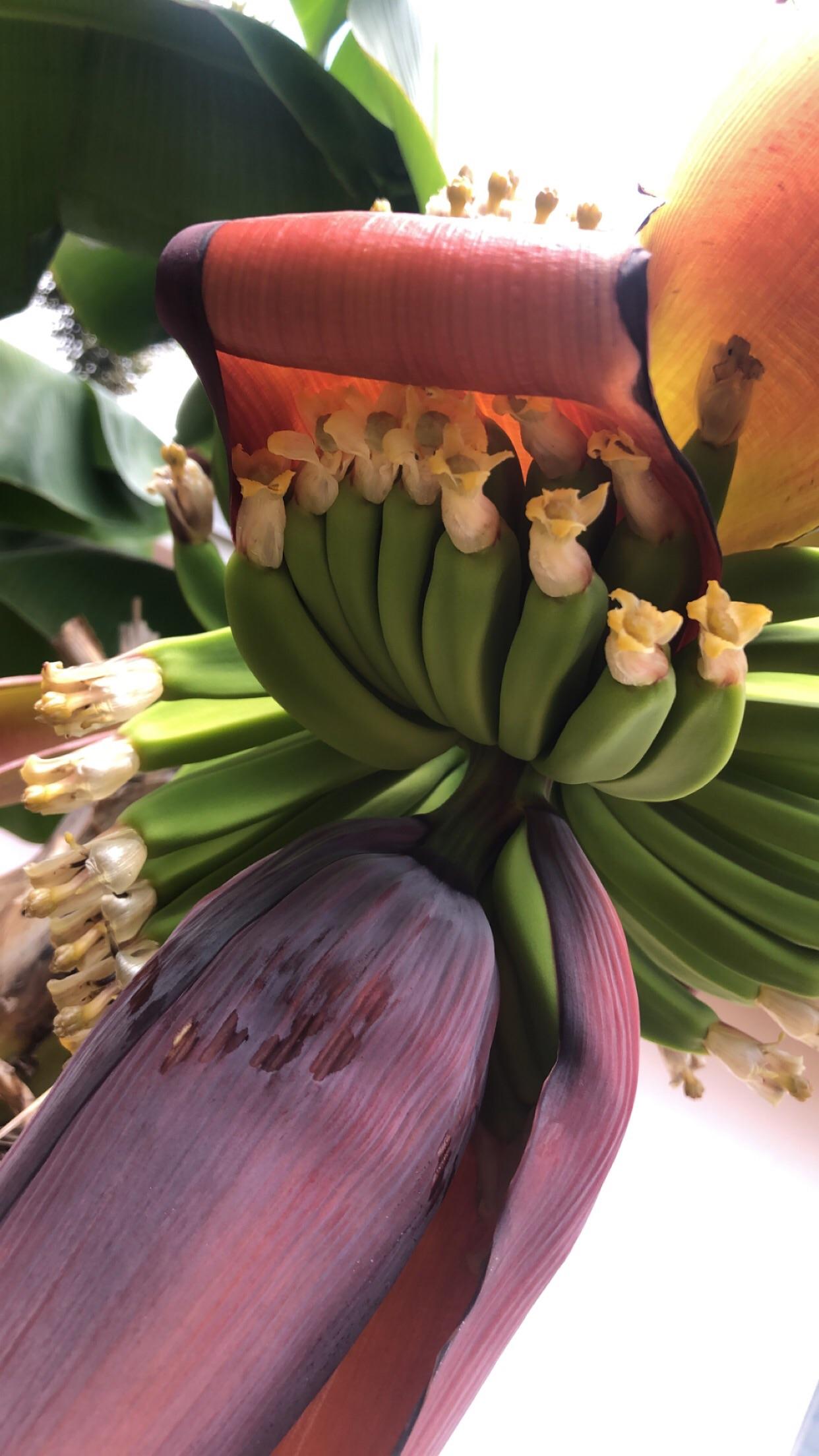 My banana trees are in bloom r/gardening