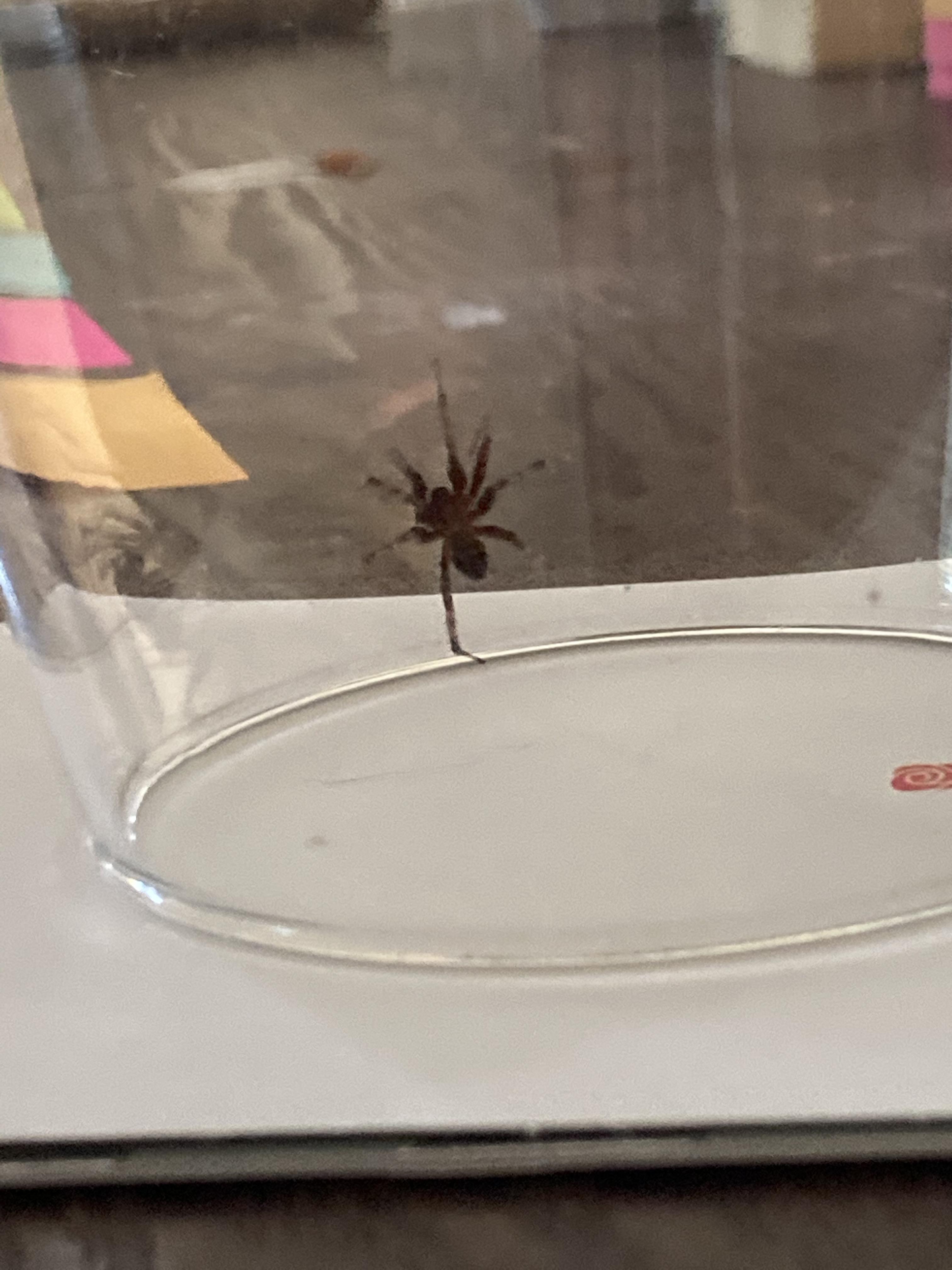 Soooo my apartment is the place of my nightmares. r/whatsthisbug