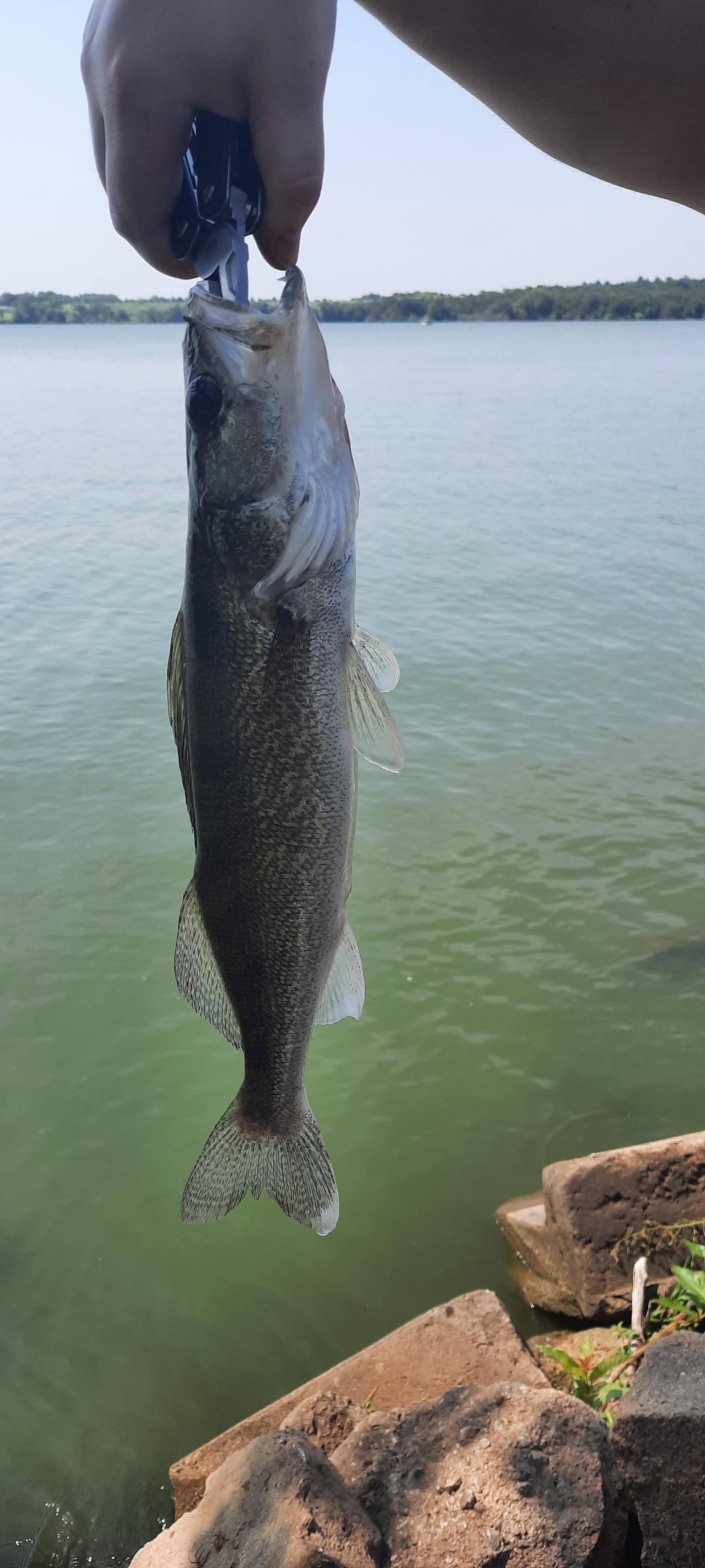 Can anyone ID this fish please? It's got pointy teeth... can't figure