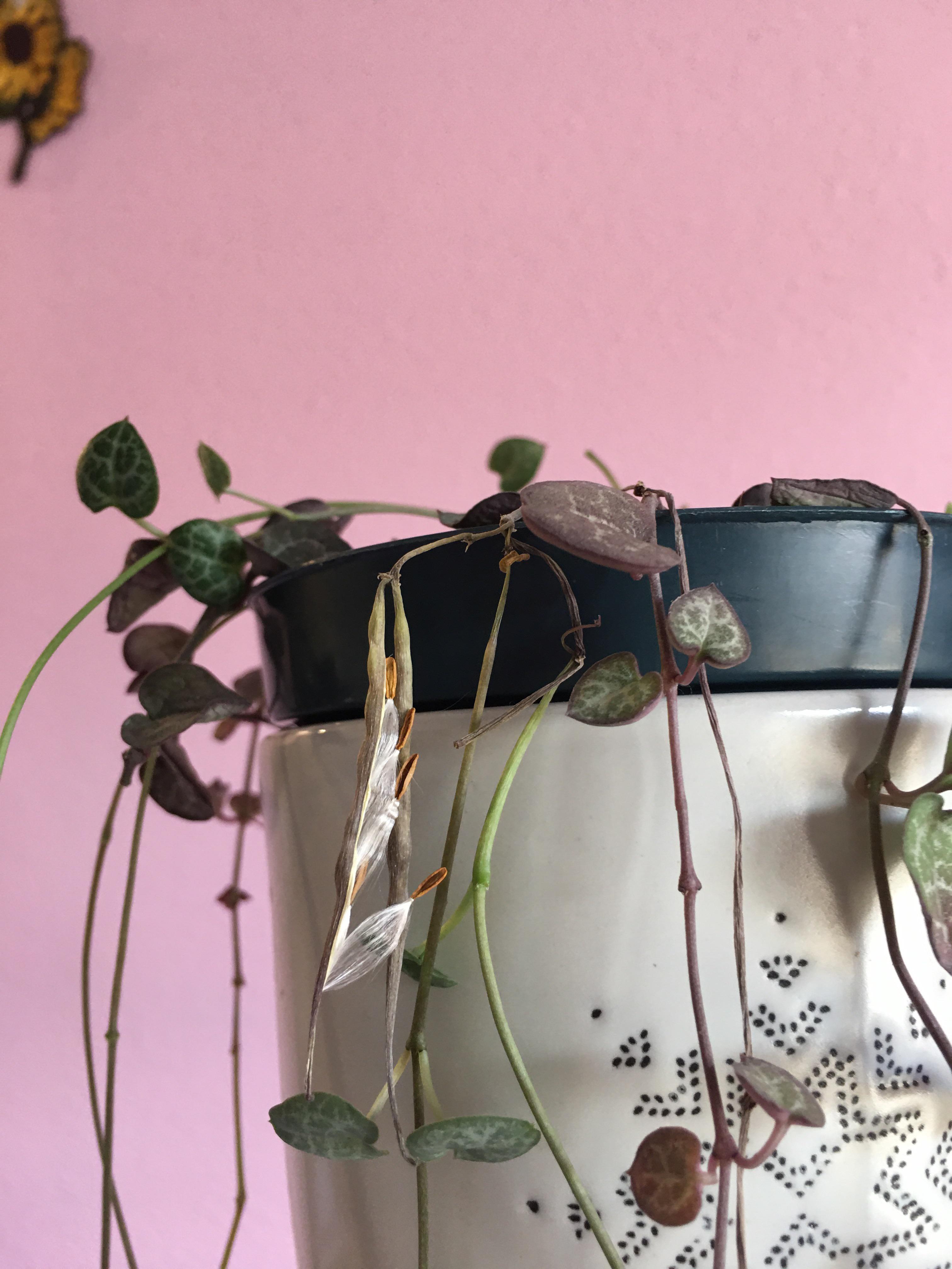 Anyone know a good way to grow string of hearts from seed? Thanks in