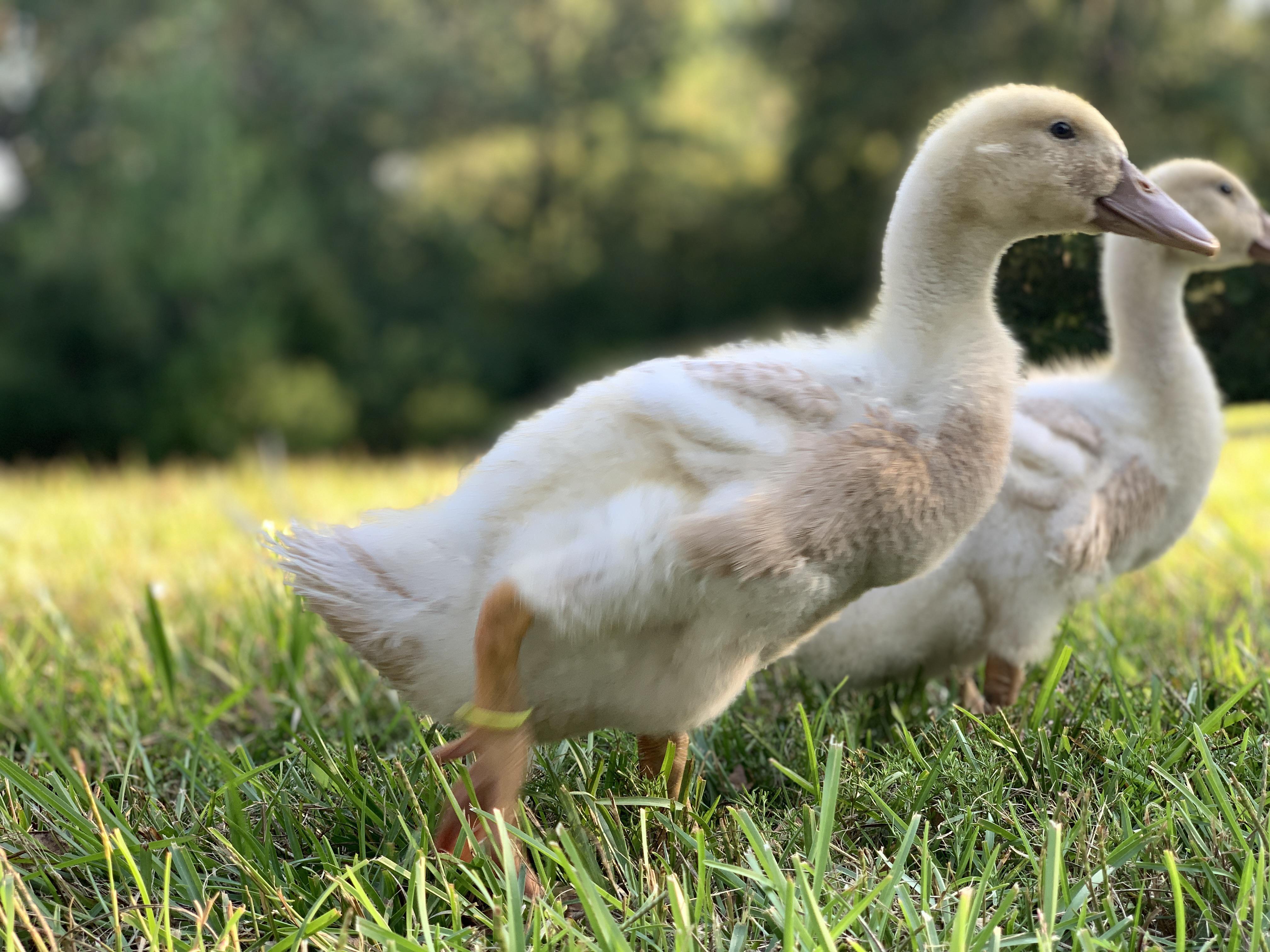 Growing the big duck feathers! r/duck