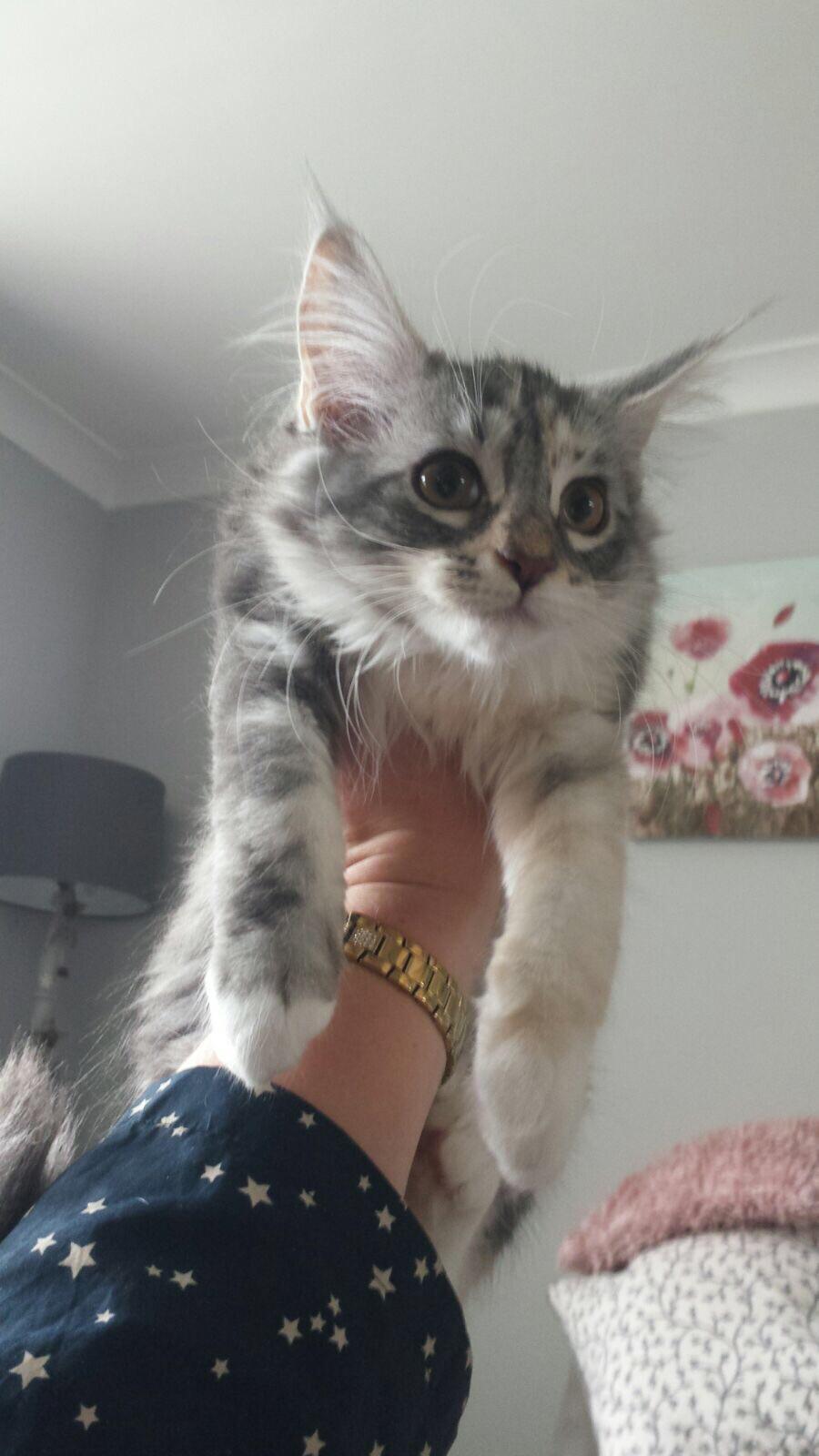 Please help name our new baby girl! Maine Coon kitten who loves to play