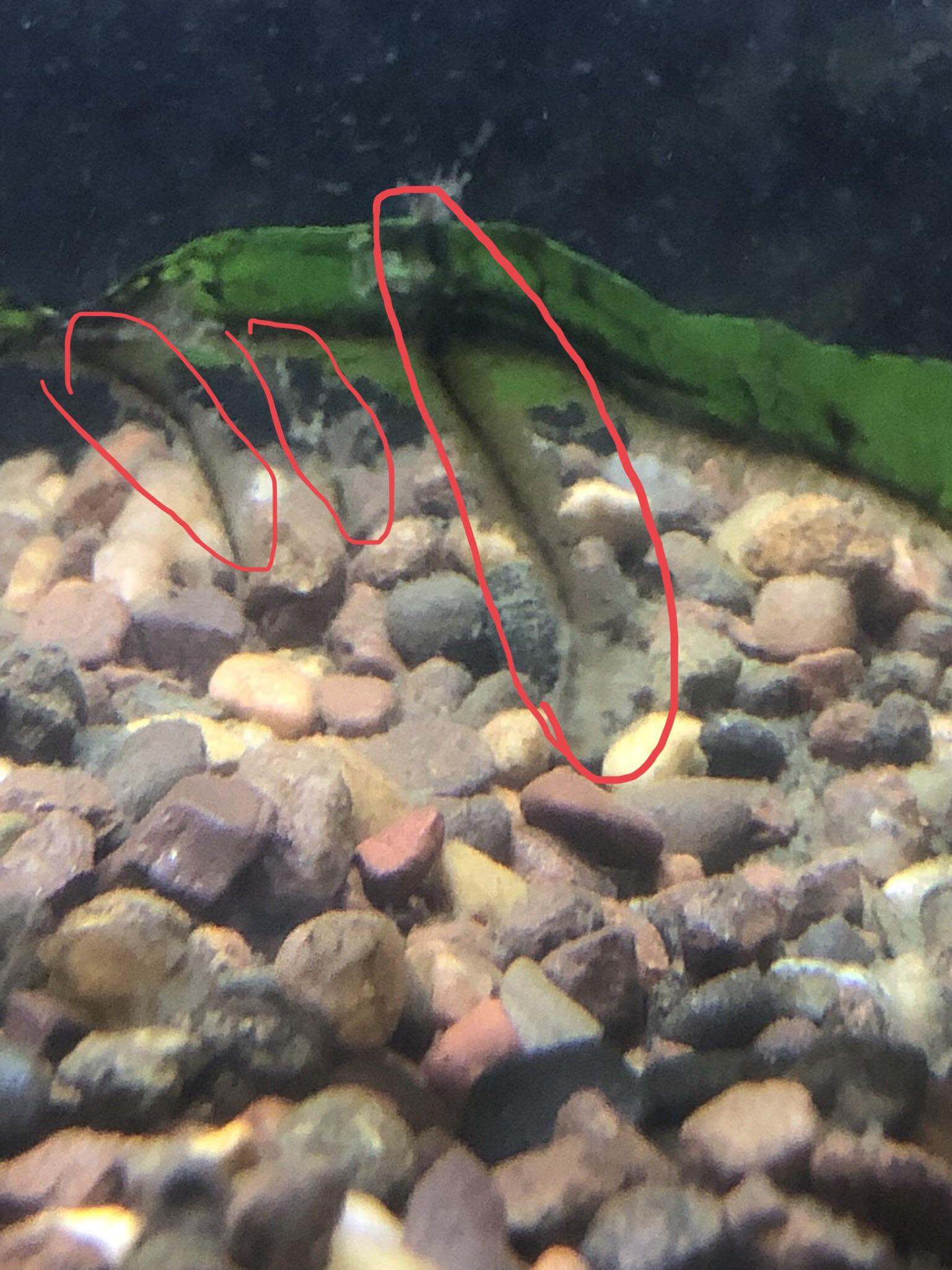 What is this stuff growing on my java fern? I recently got it from a