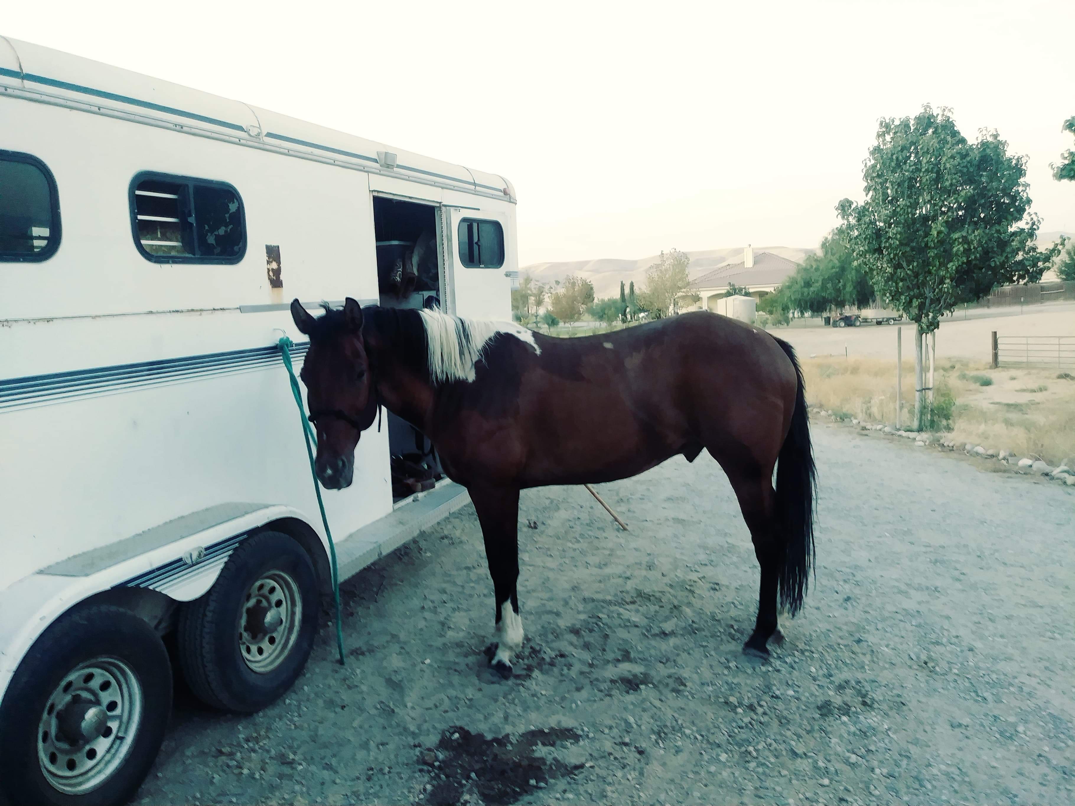 My mom horse r/Bakersfield