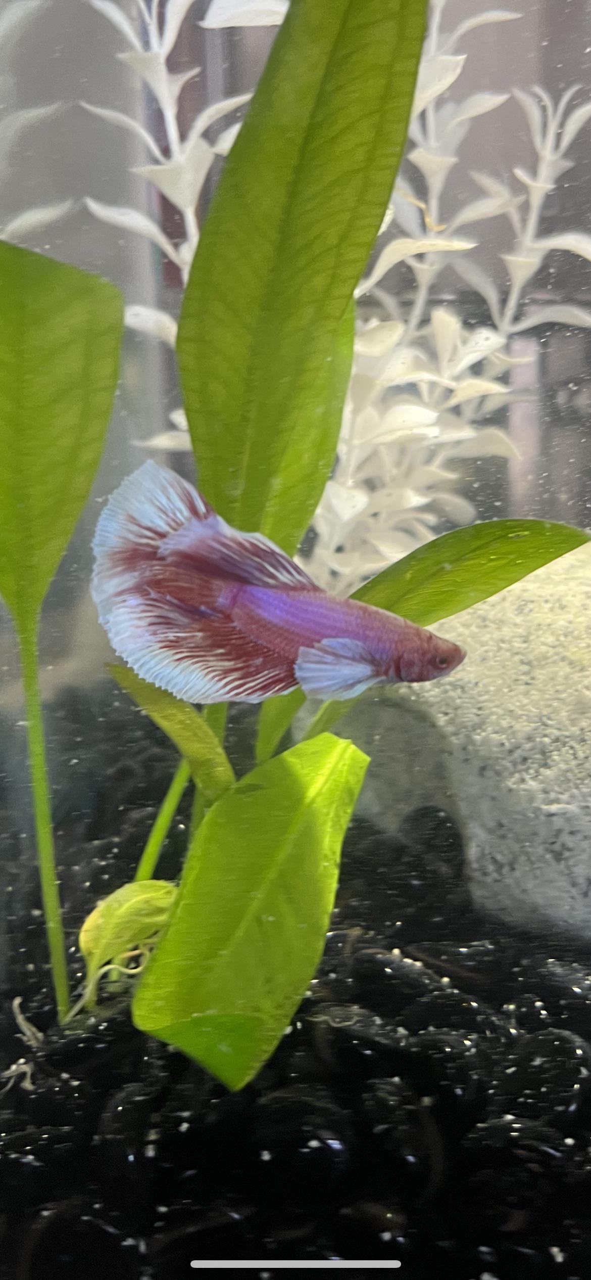 Do you need to treat water during water changes? How do you do it