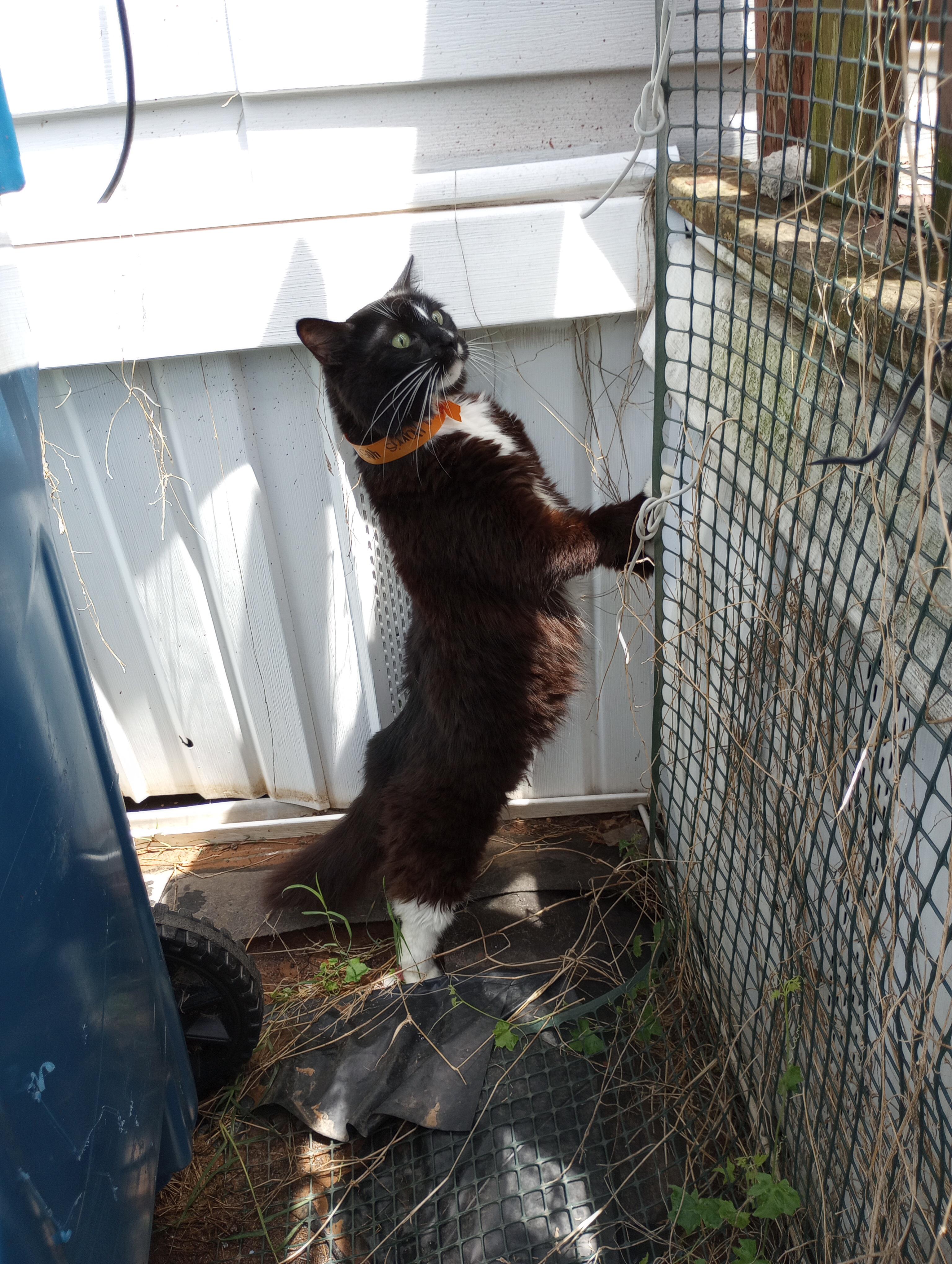 Jumps off of the porch while I'm unlocking the door. Meows like it's my