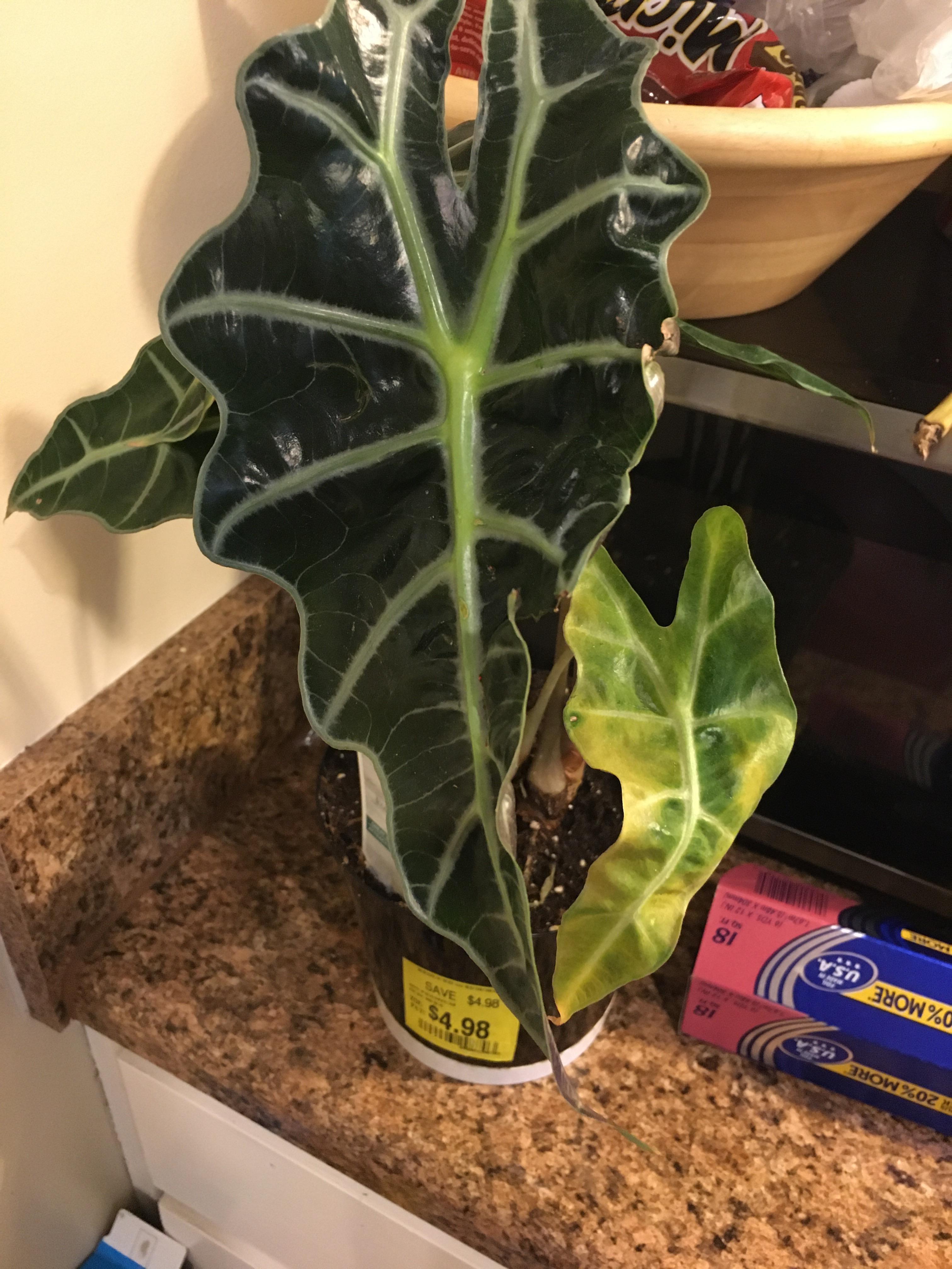 Rehabbing this elephant ear. Any advice how to make it thrive? plants