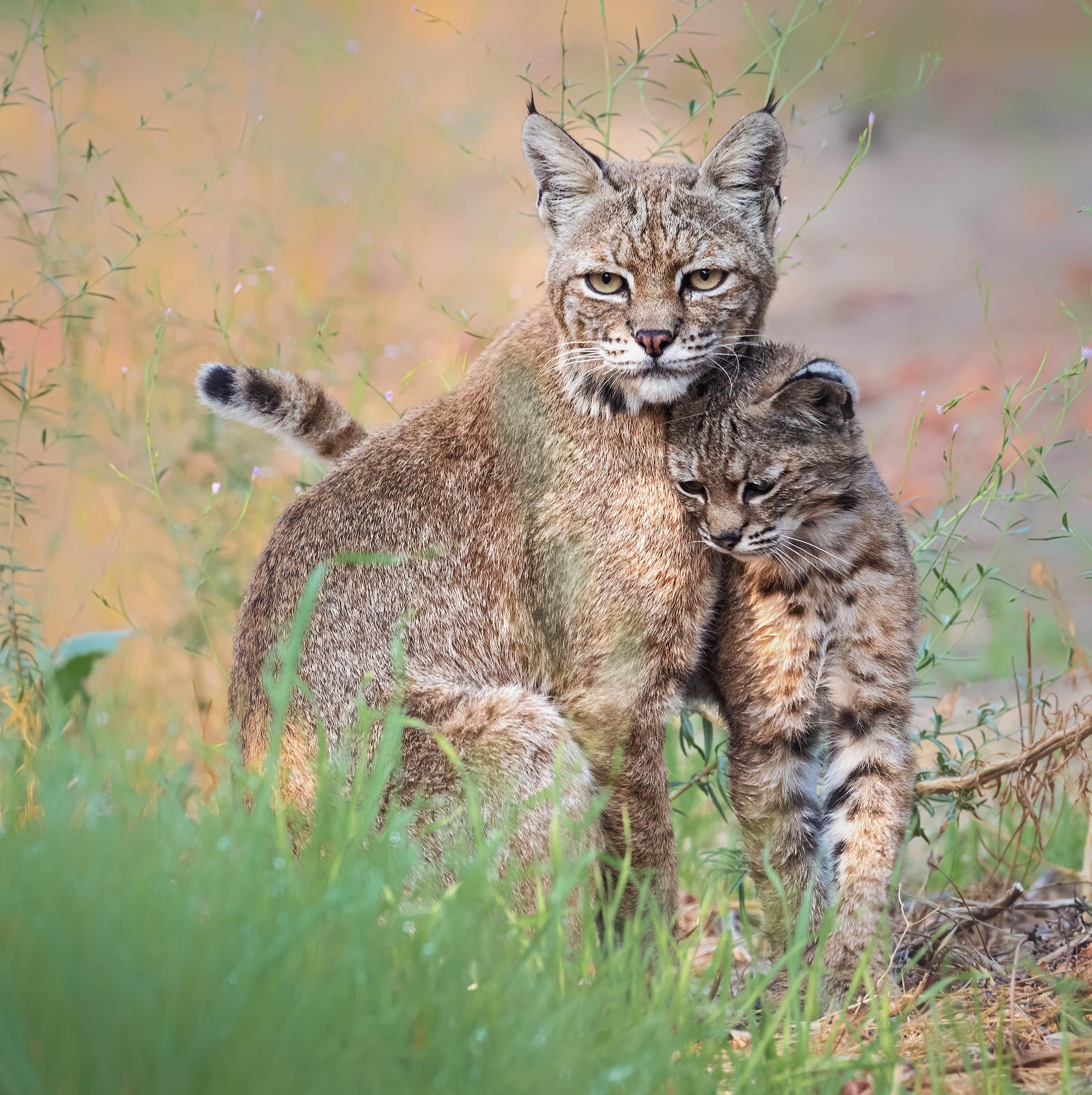 A bobcat mom and her kitten I photographed last year! r
