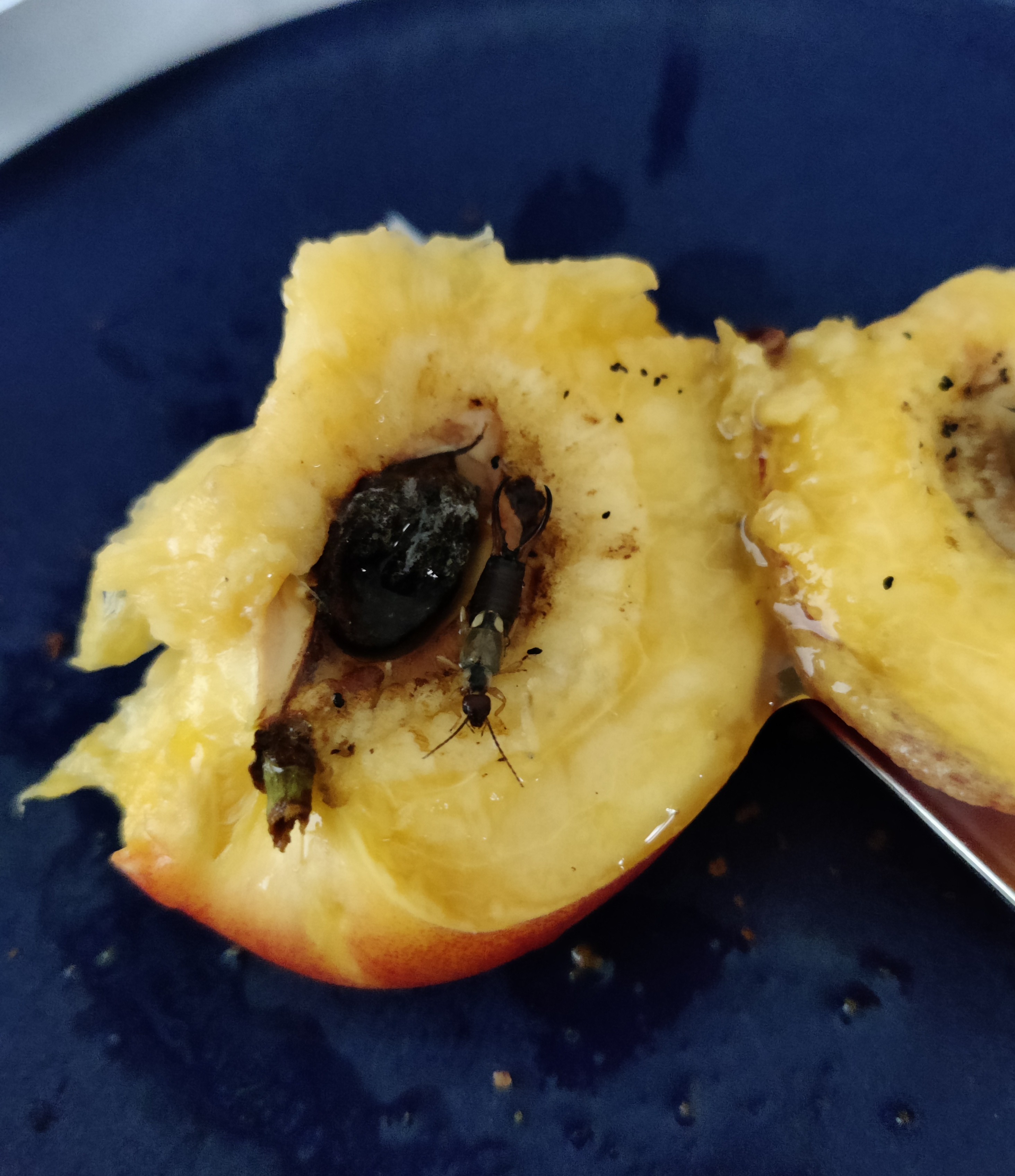 Found this bug inside my nectarine r/mildlyinteresting
