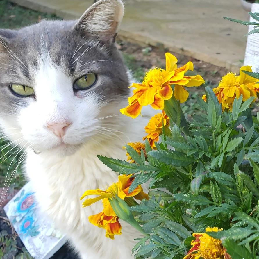 My cat Fritz. I once read cats hate marigolds. They do not. r/cats