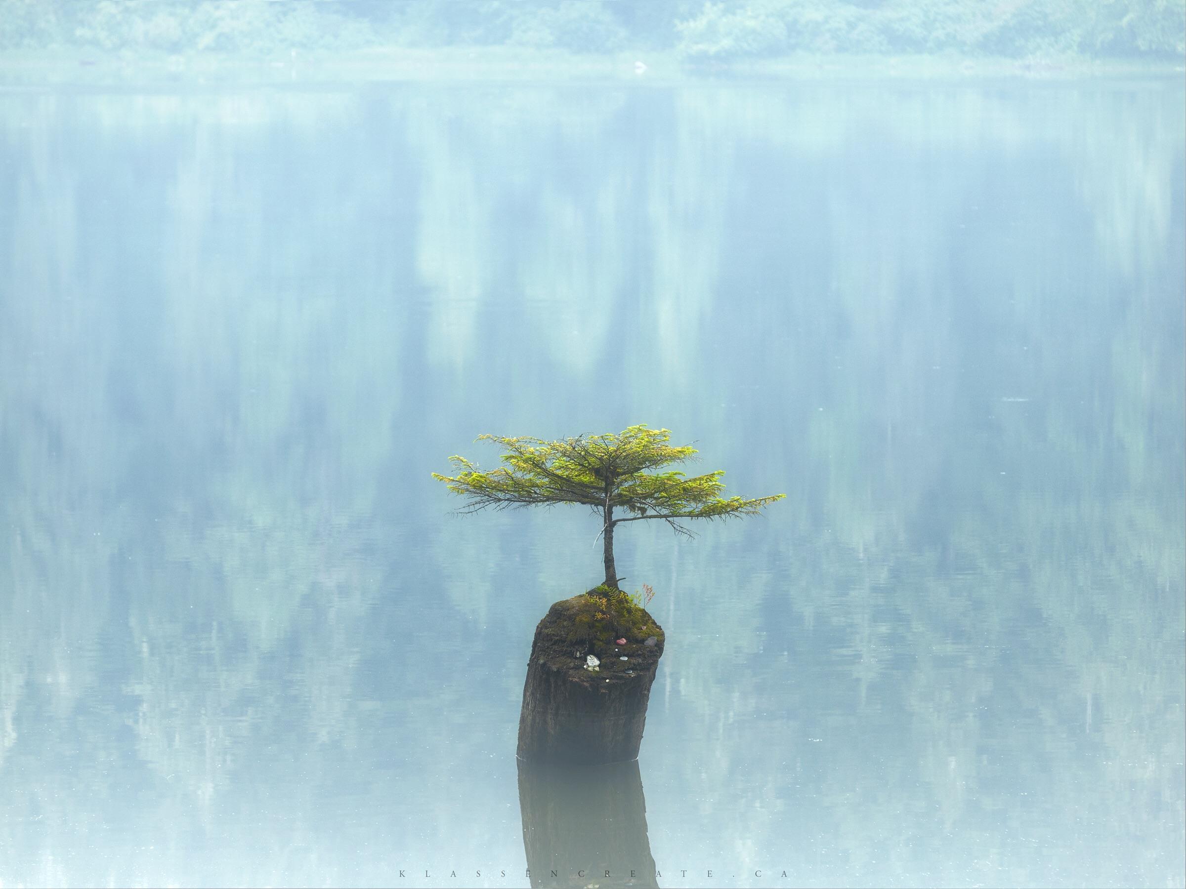 A lone Bonsai tree growing from a log in the middle of a calm lake