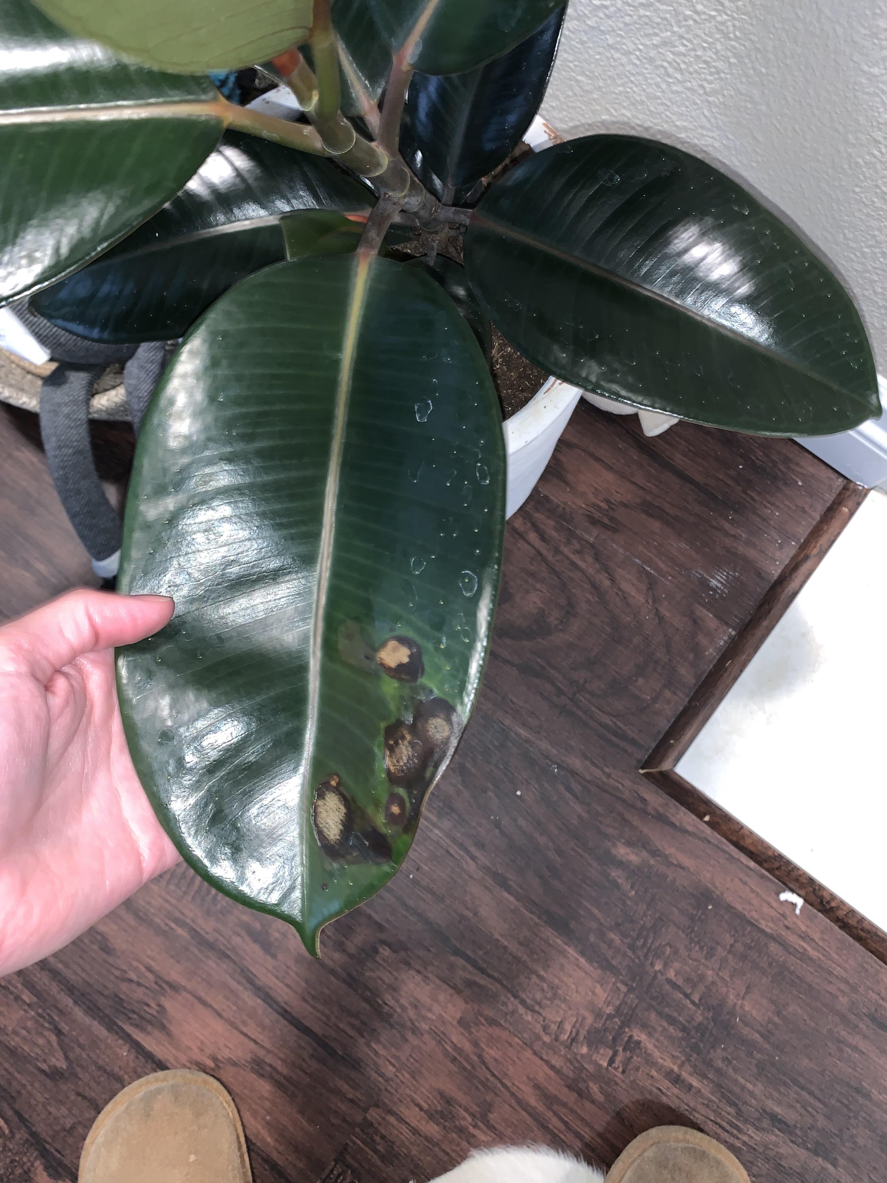 What are these brown spots on my rubber tree plant and is this fixable