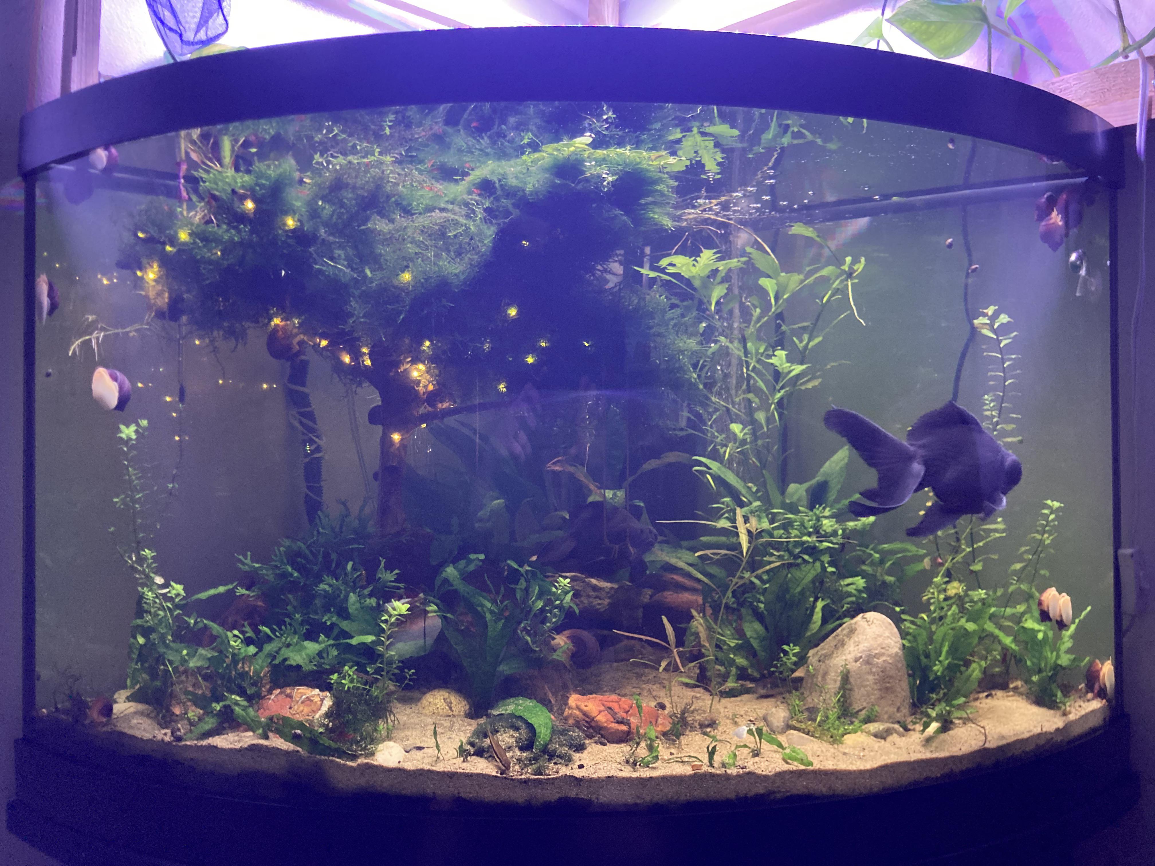 Driftwood and peacock moss tree, 57 gal bow front Aquariums