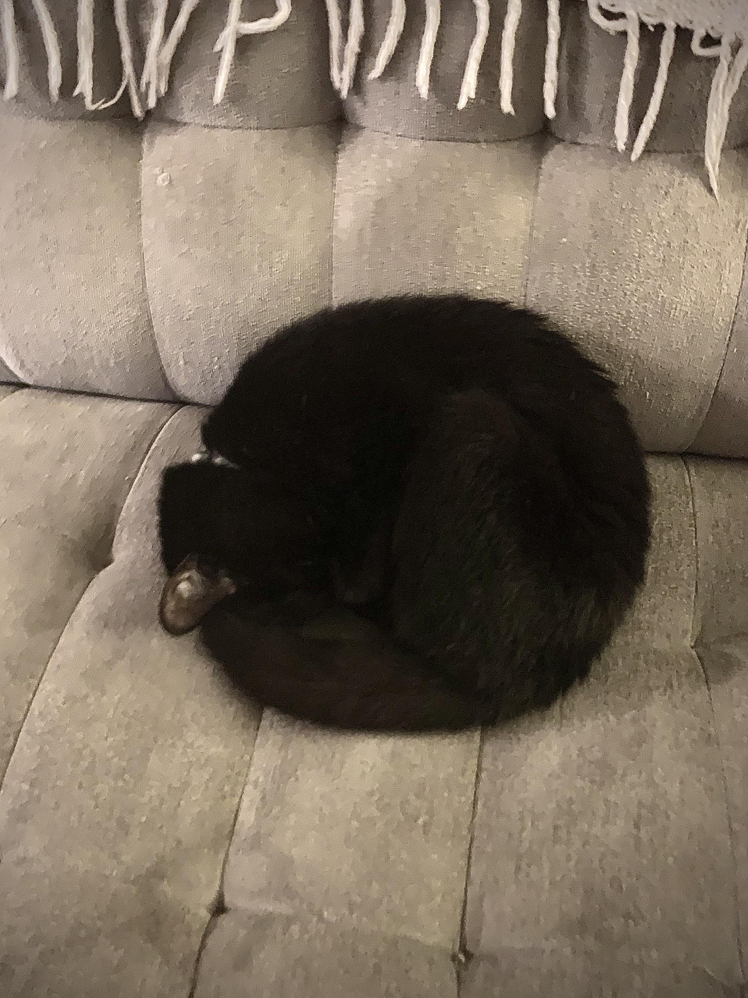 perfect soot sprite r/cats