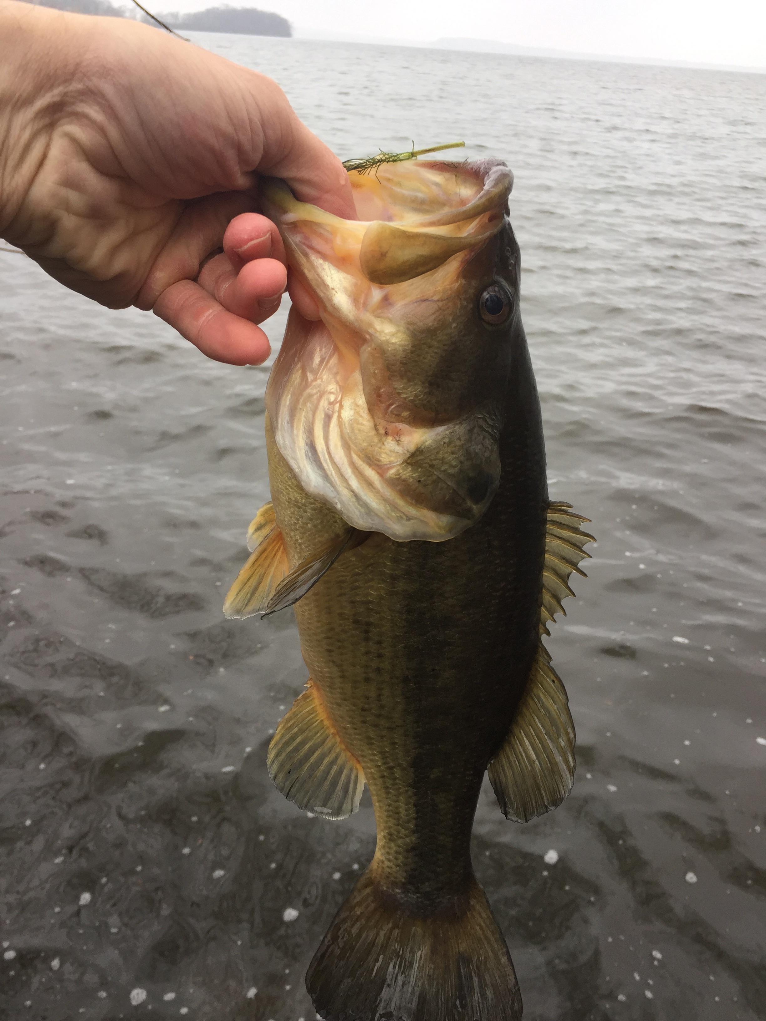 Loving the new catchandrelease bass season in Wisconsin