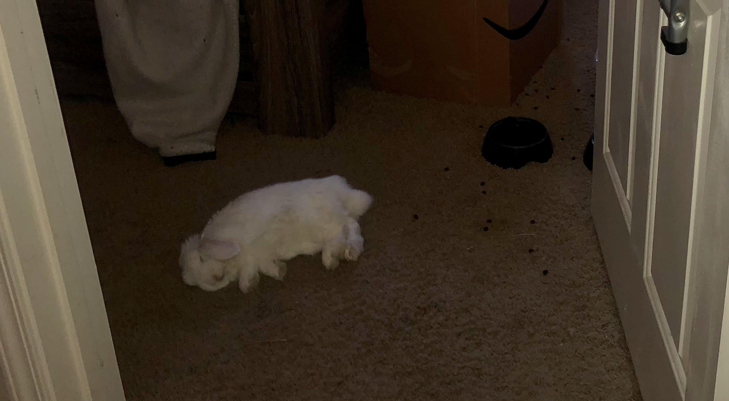 When Rascal sleeps, he looks like if a toddler threw a plush toy on the