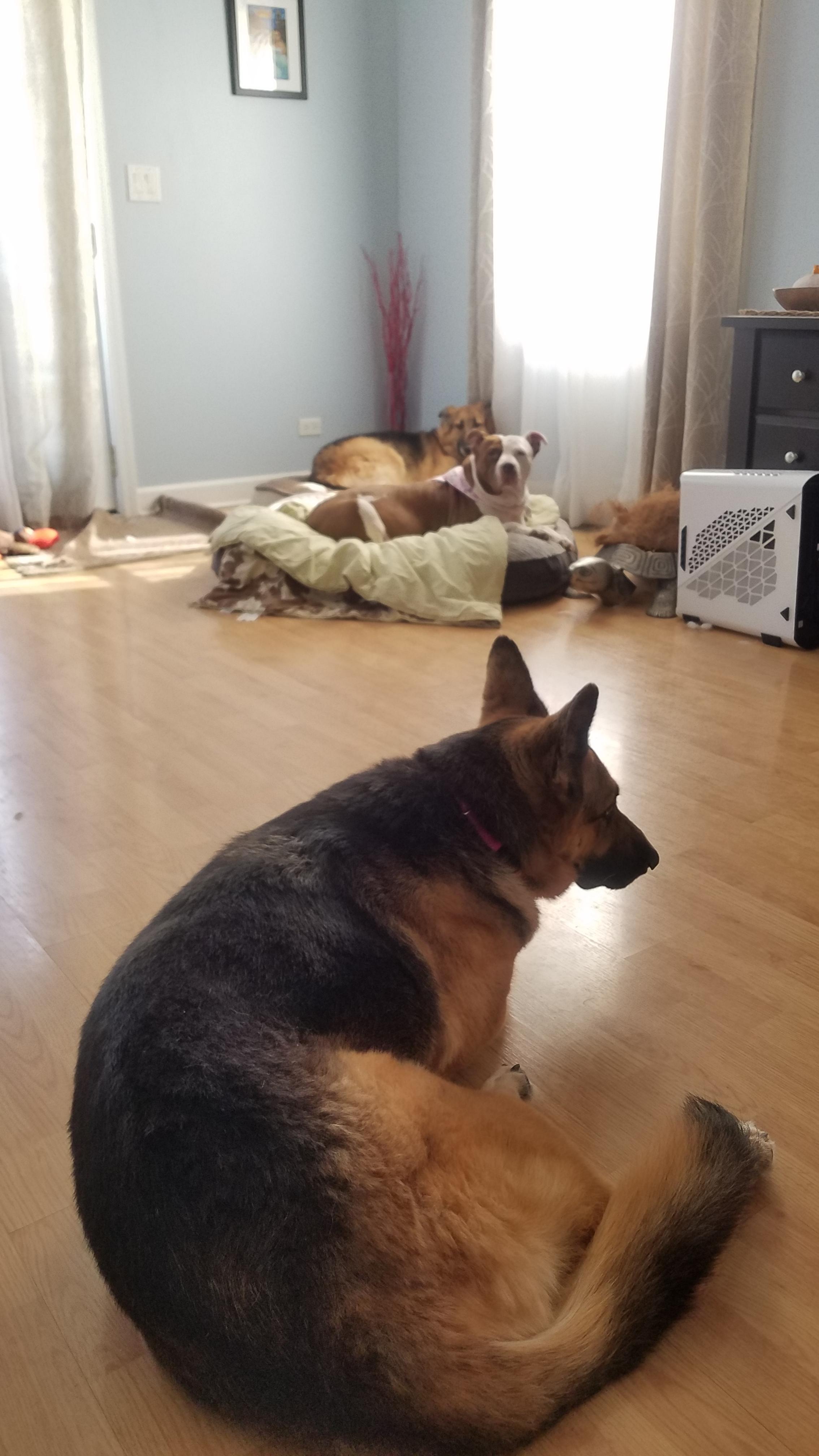 All my dogs have themselves a little midday rest and relaxation. r/Awww