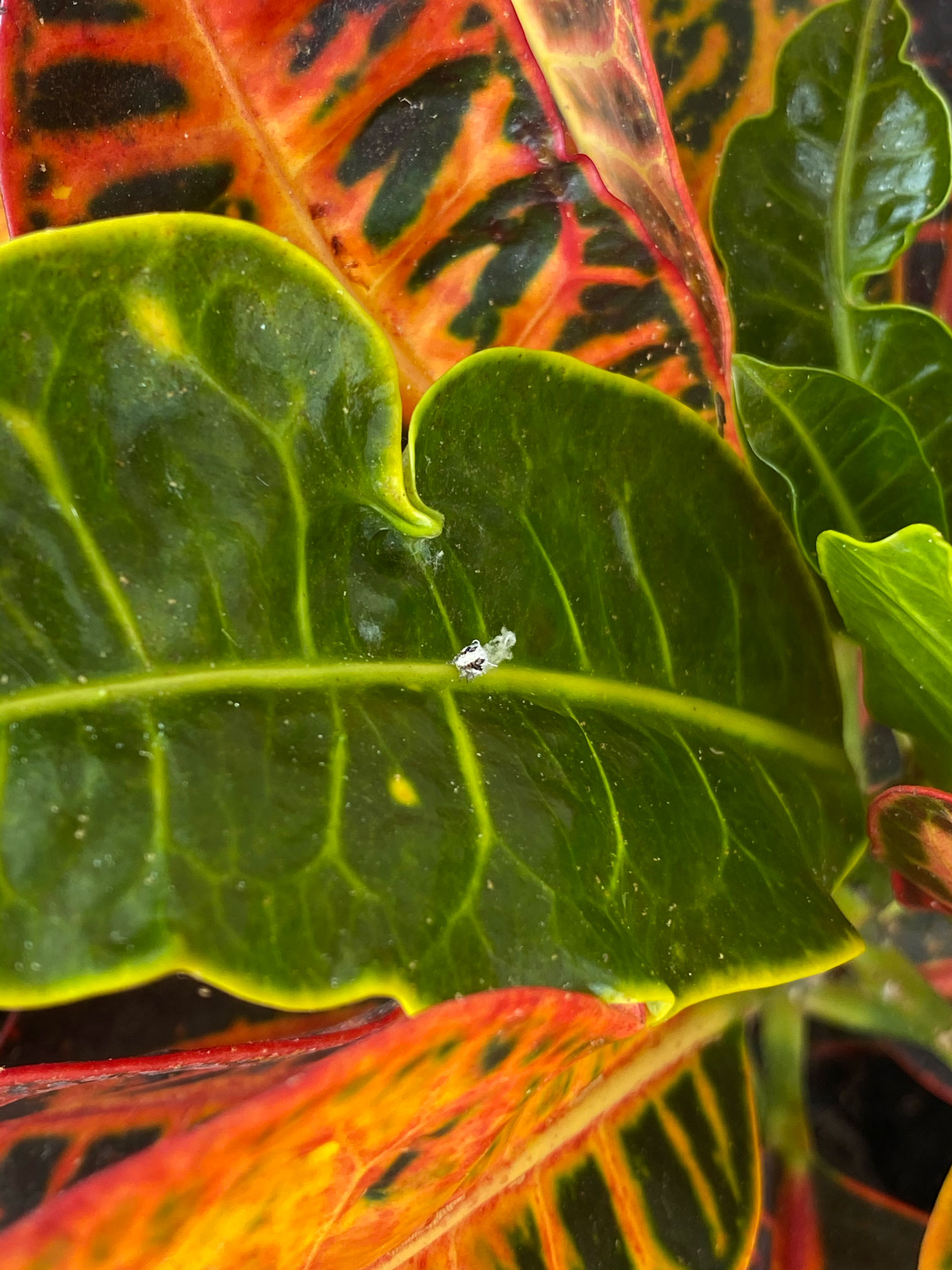 Help identifying bug on Croton r/houseplants