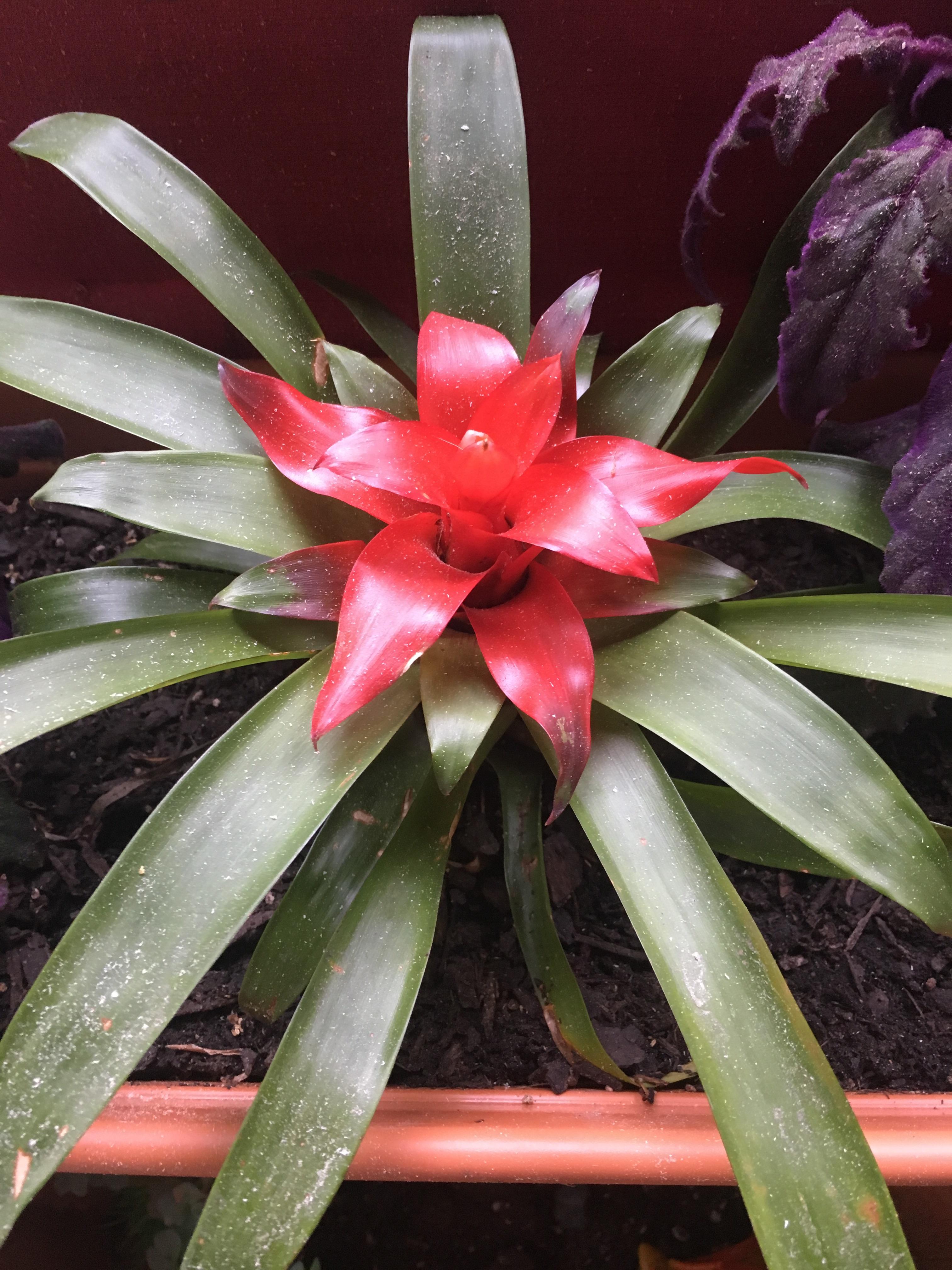 12 Bromeliad Types and How to Care for Them Indoors GLIDETRACK