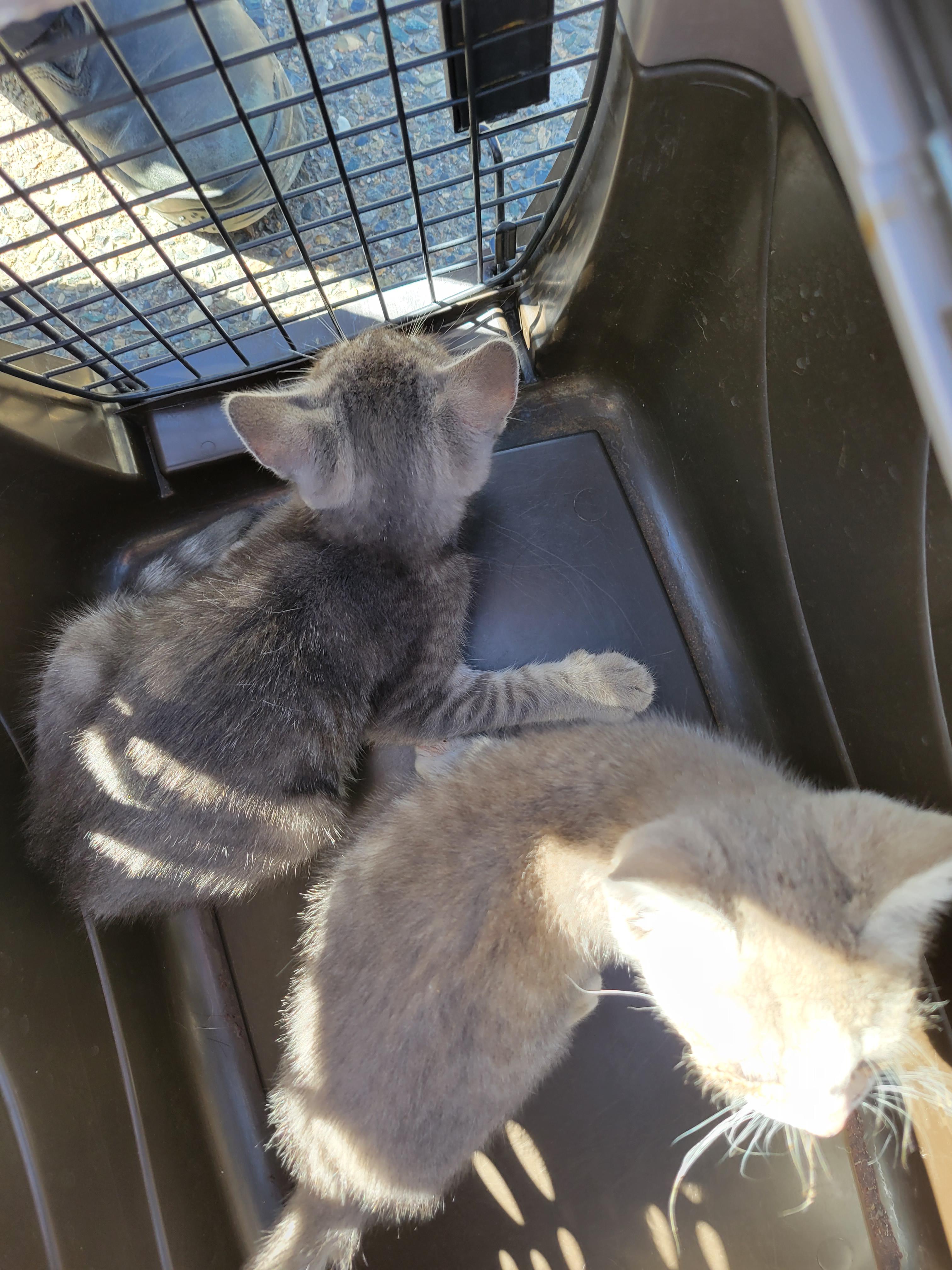 These kittens will NOT be colony cats. Spotted this morning and