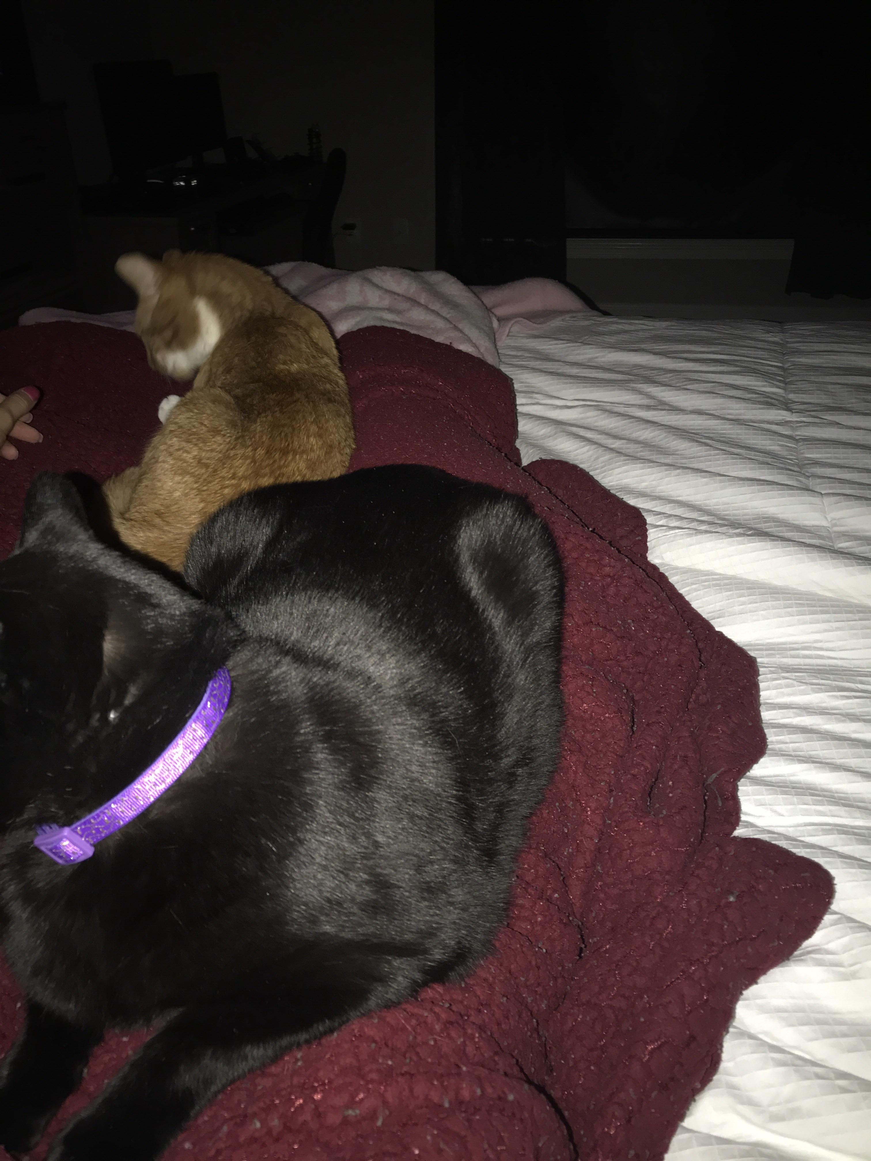 Cat Nurses during a migraine. Best cuddle buddies. r/migraine